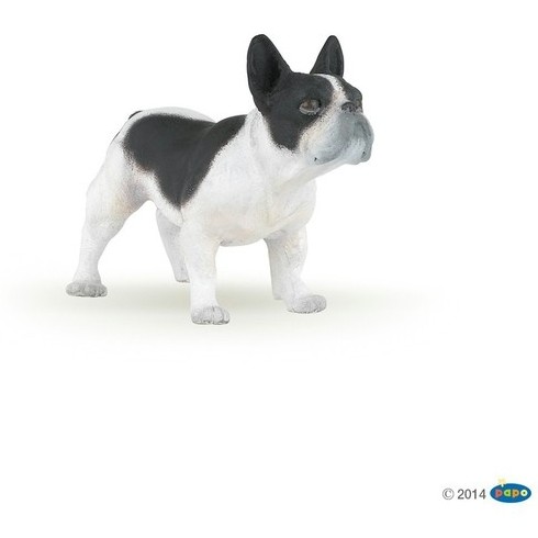 Französische Bulldogge schwarz/weiß