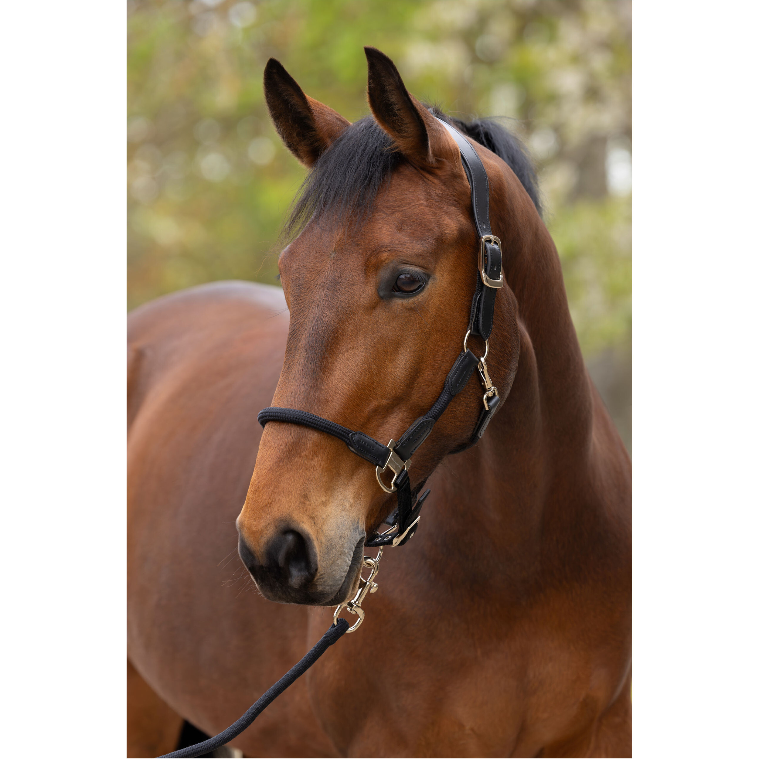 Halfter CORDANO Deluxe F/S 2026 black Halfter CORDANO Deluxe F/S 2026 black