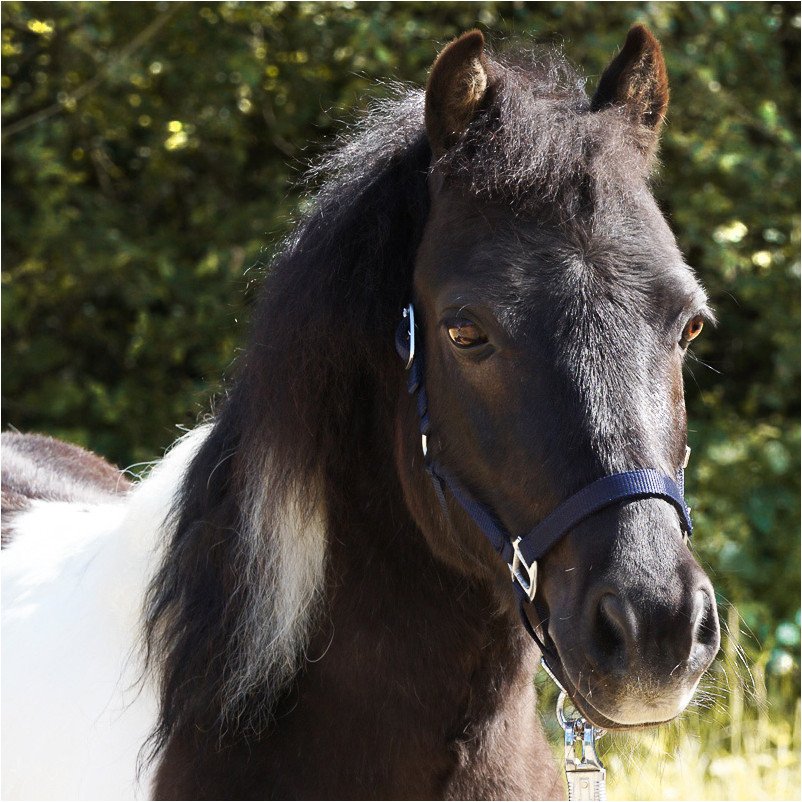 Halfter SHORTY marine