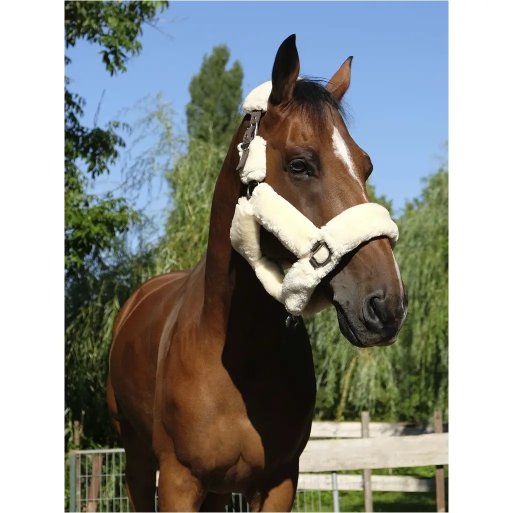 Halfter TEDDY schwarz