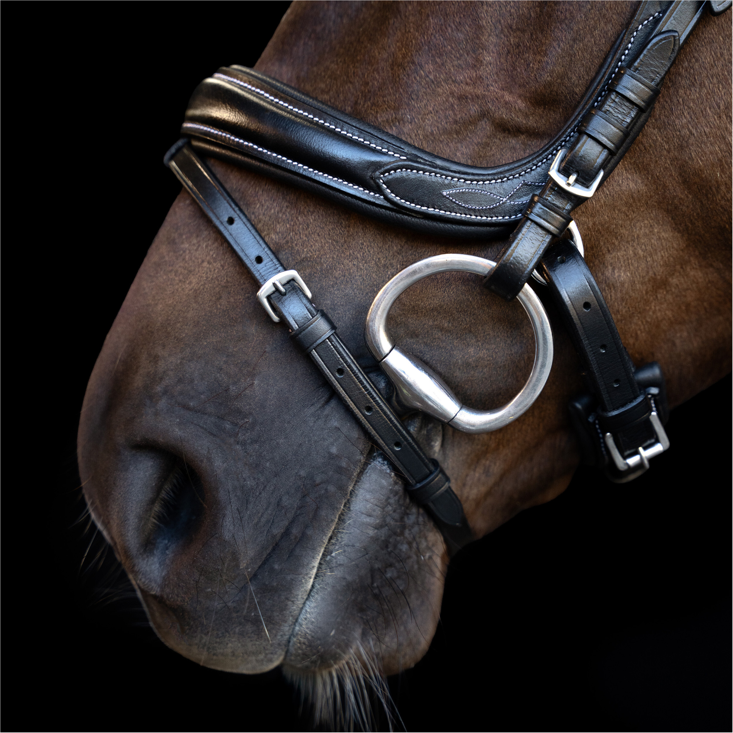 Trensenzaum IRH mit gebogenem englischen Nasenriemen schwarz Trensenzaum IRH mit gebogenem englischen Nasenriemen schwarz