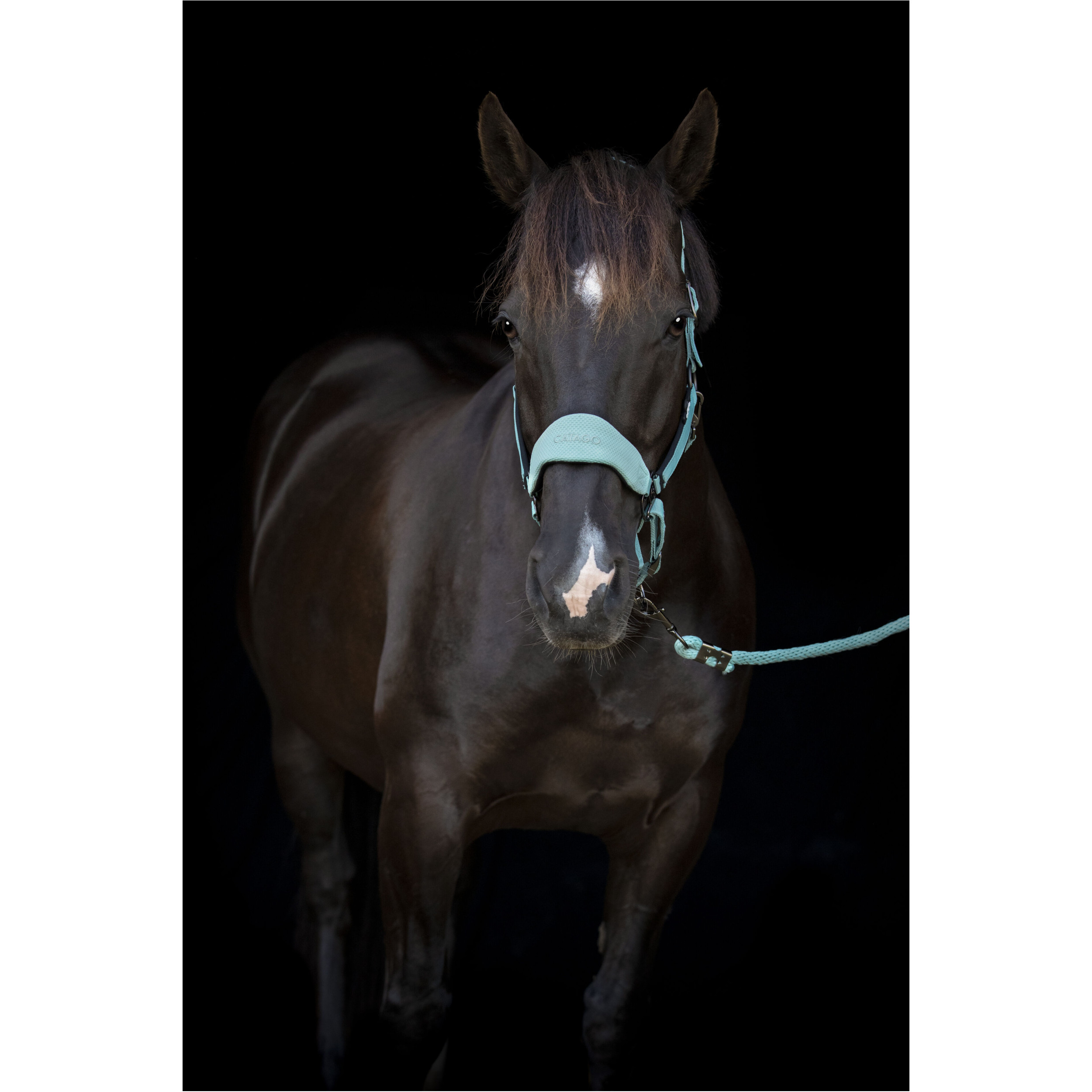 Halfter FIR-Tech blue surf