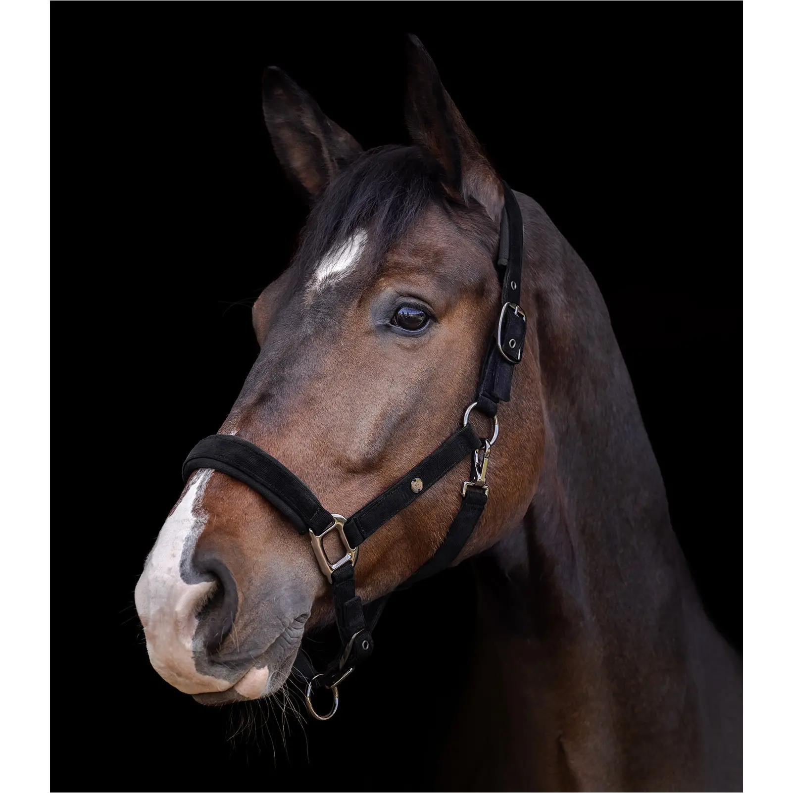 Halfter ST. GALLEN schwarz Halfter ST. GALLEN schwarz