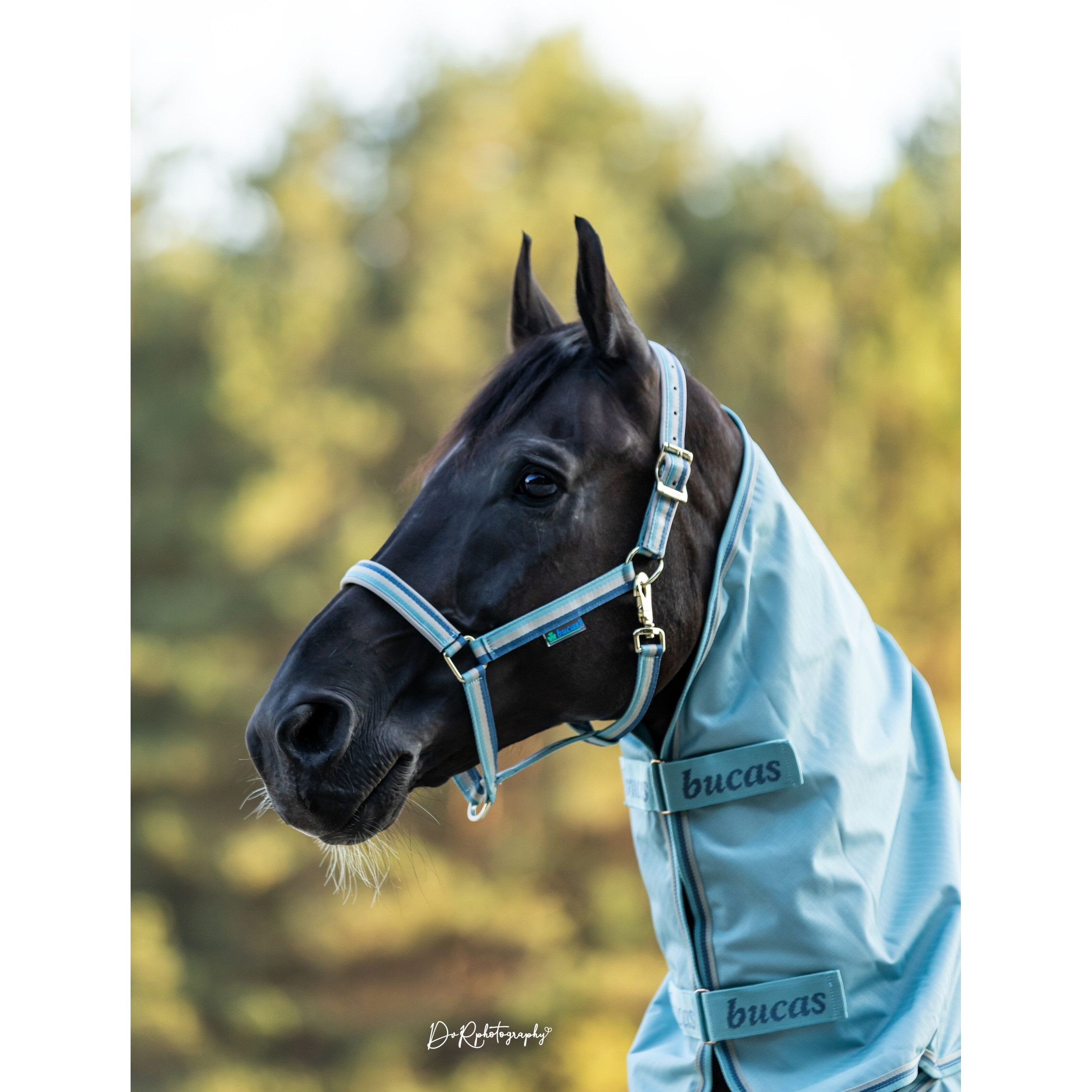 Halfter DUBLIN türkis