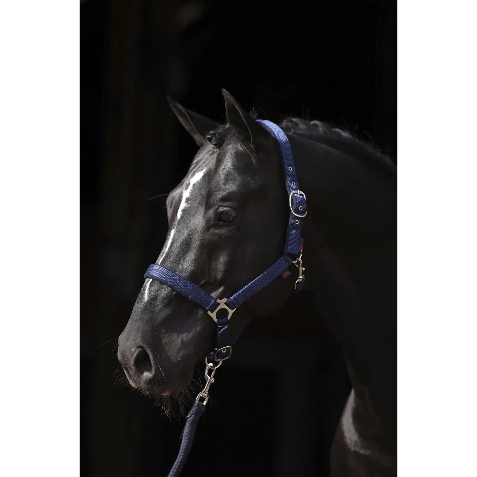 Halfter mit Fleeceunterlage DEXTER blau