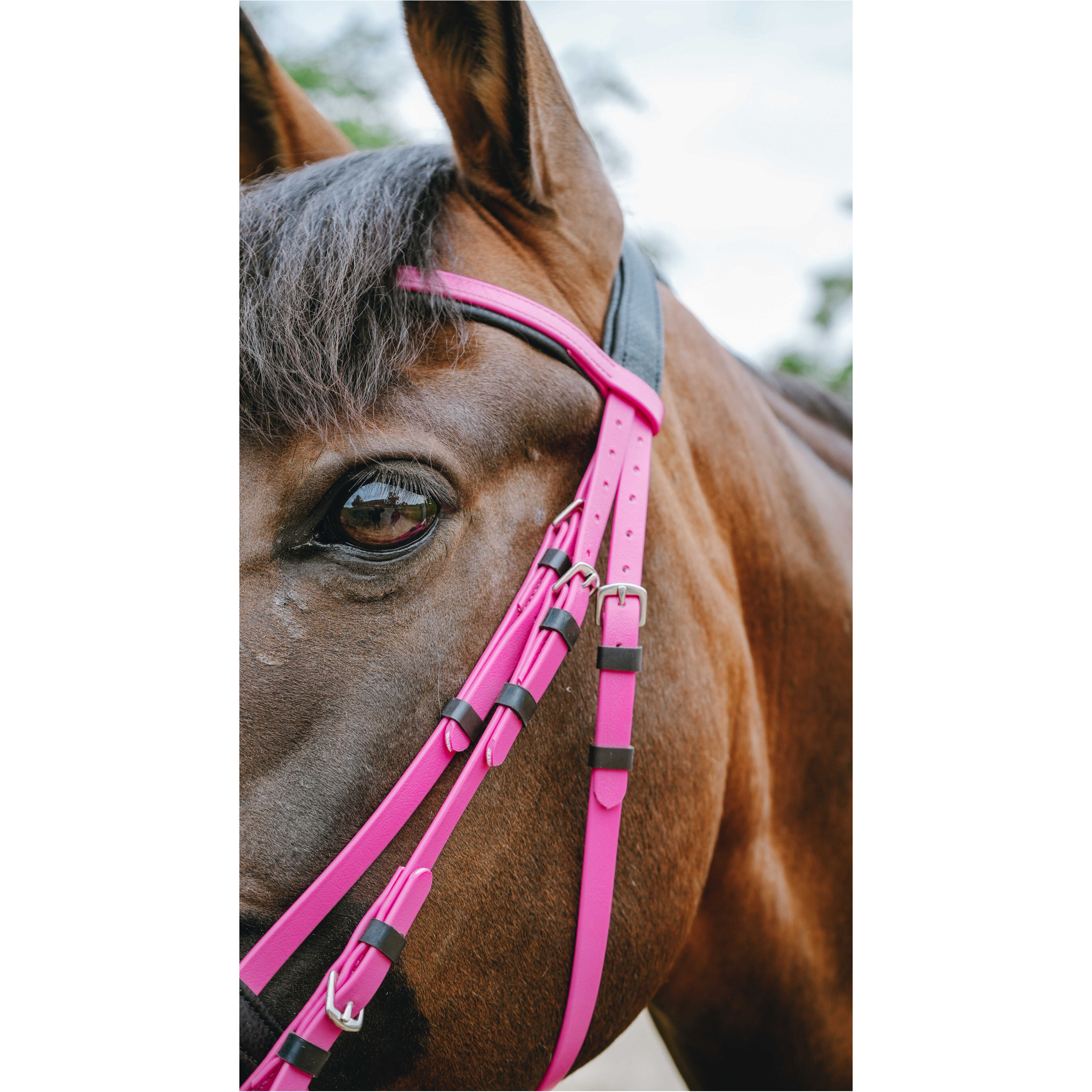 Trensenzaum ENDURANCE POP rosa Trensenzaum ENDURANCE POP rosa