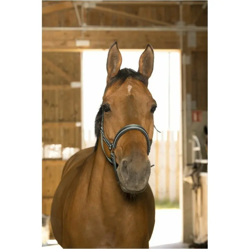 Halfter REFLECTIVE grün Halfter REFLECTIVE grün