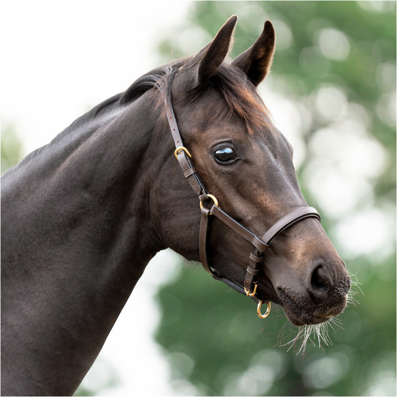 Fohlenhalfter Leder braun/messing