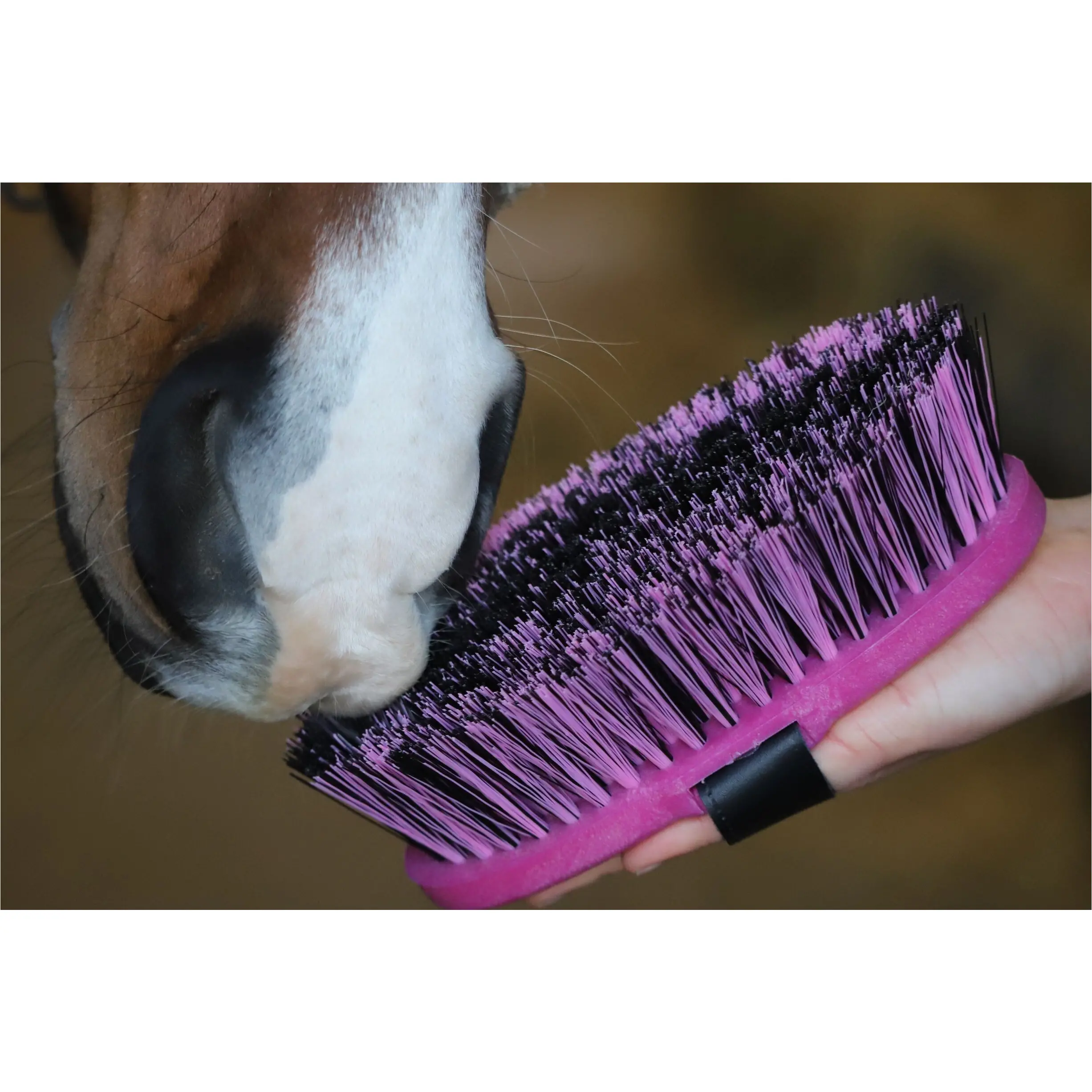 Kardätsche BRENIG MADOC fuchsia