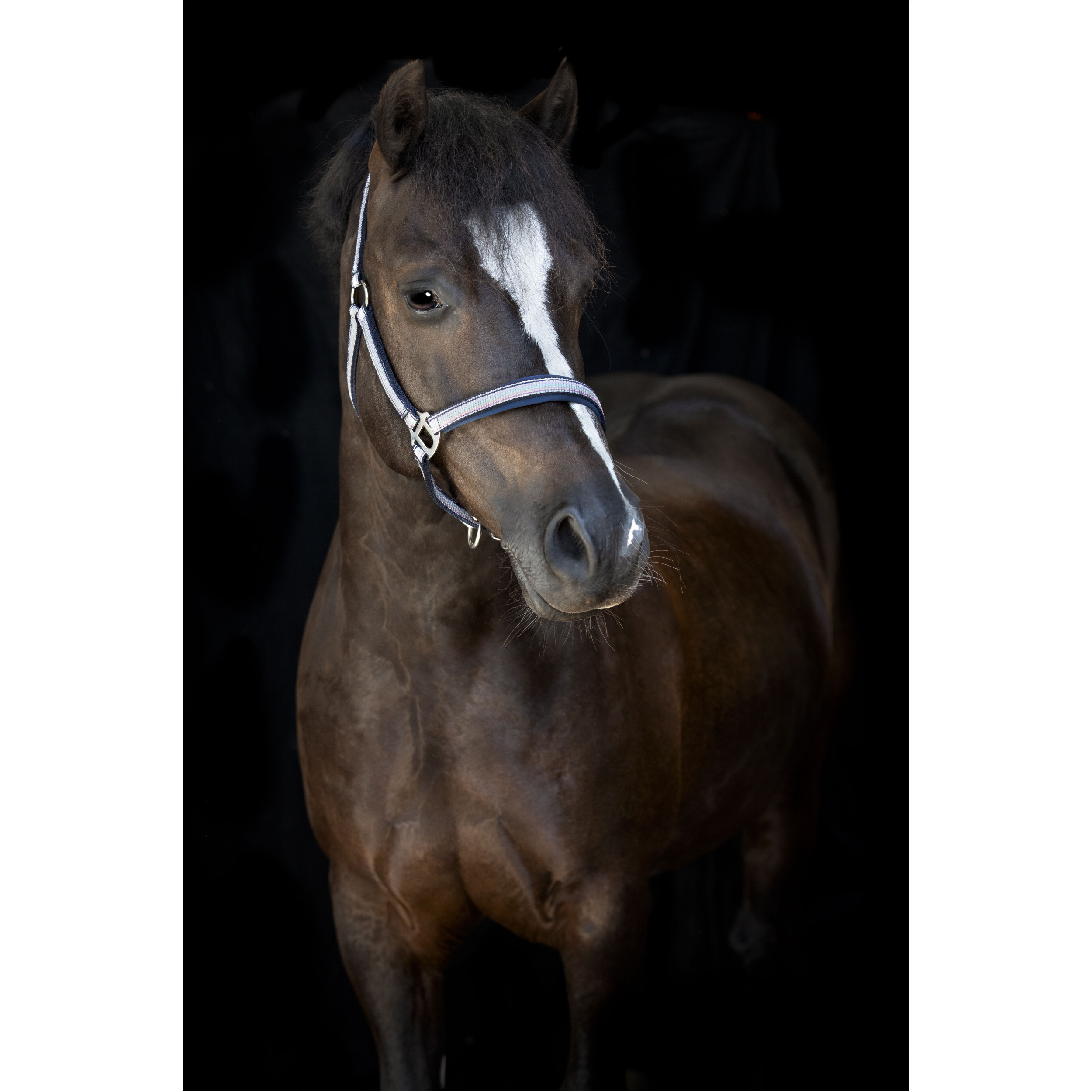 Halfter MASCHA aster purple Halfter MASCHA aster purple