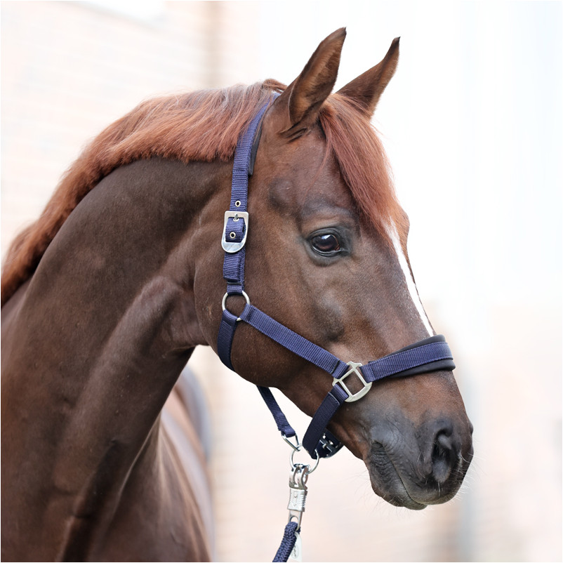 Halfter CLASSIC SIMPLE marine