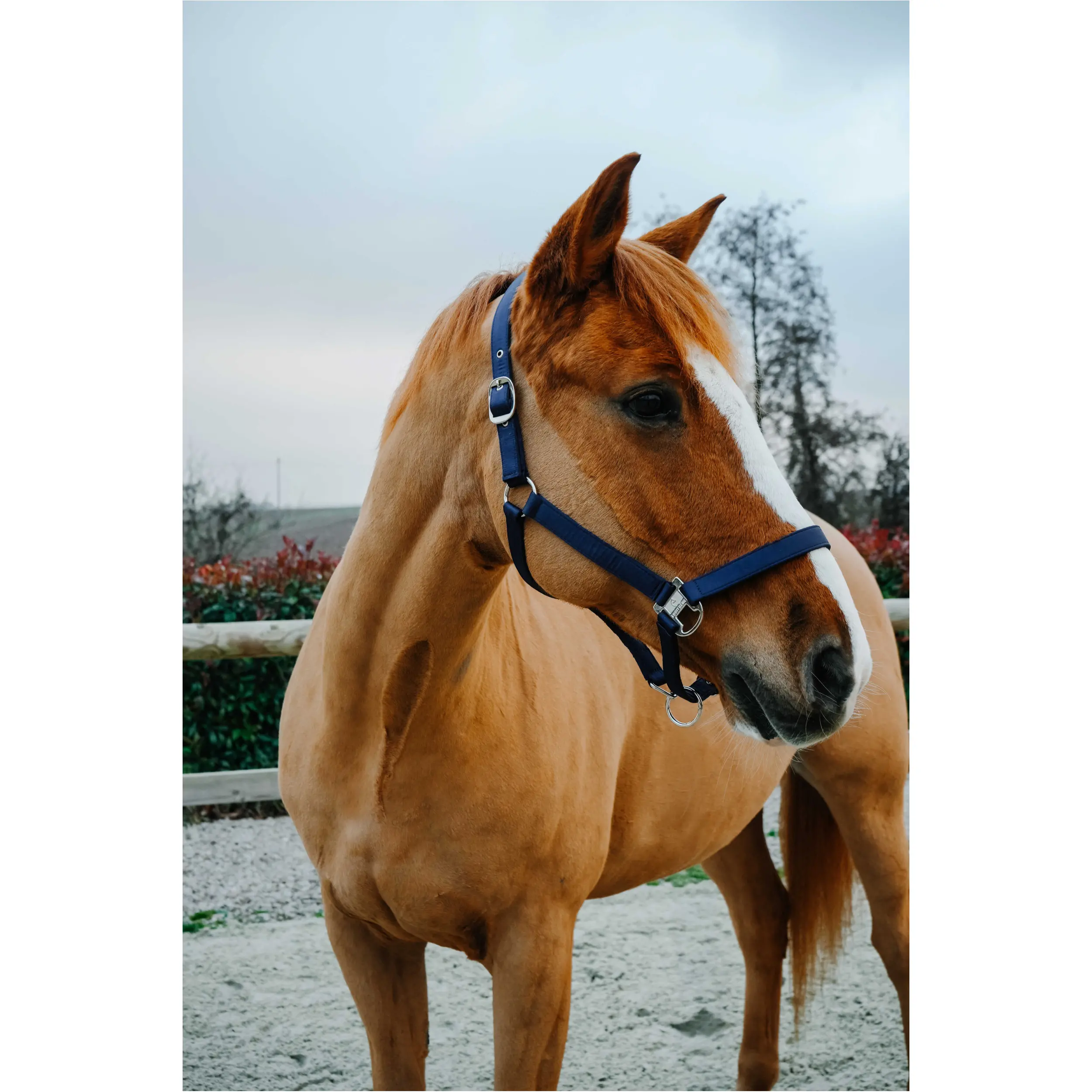 Halfter OPAL navy