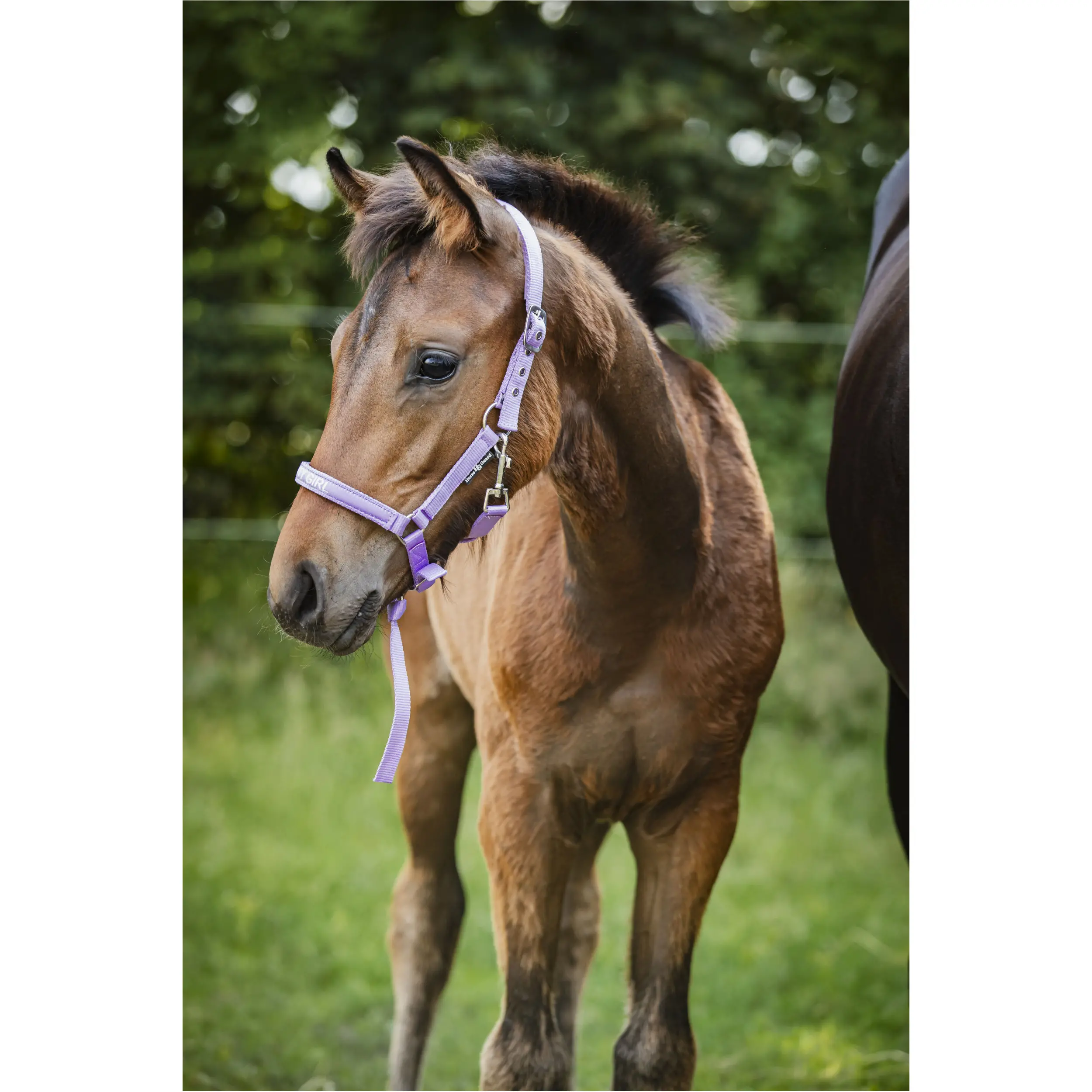 Fohlenhalfter MALVA Pretty Girl lavender