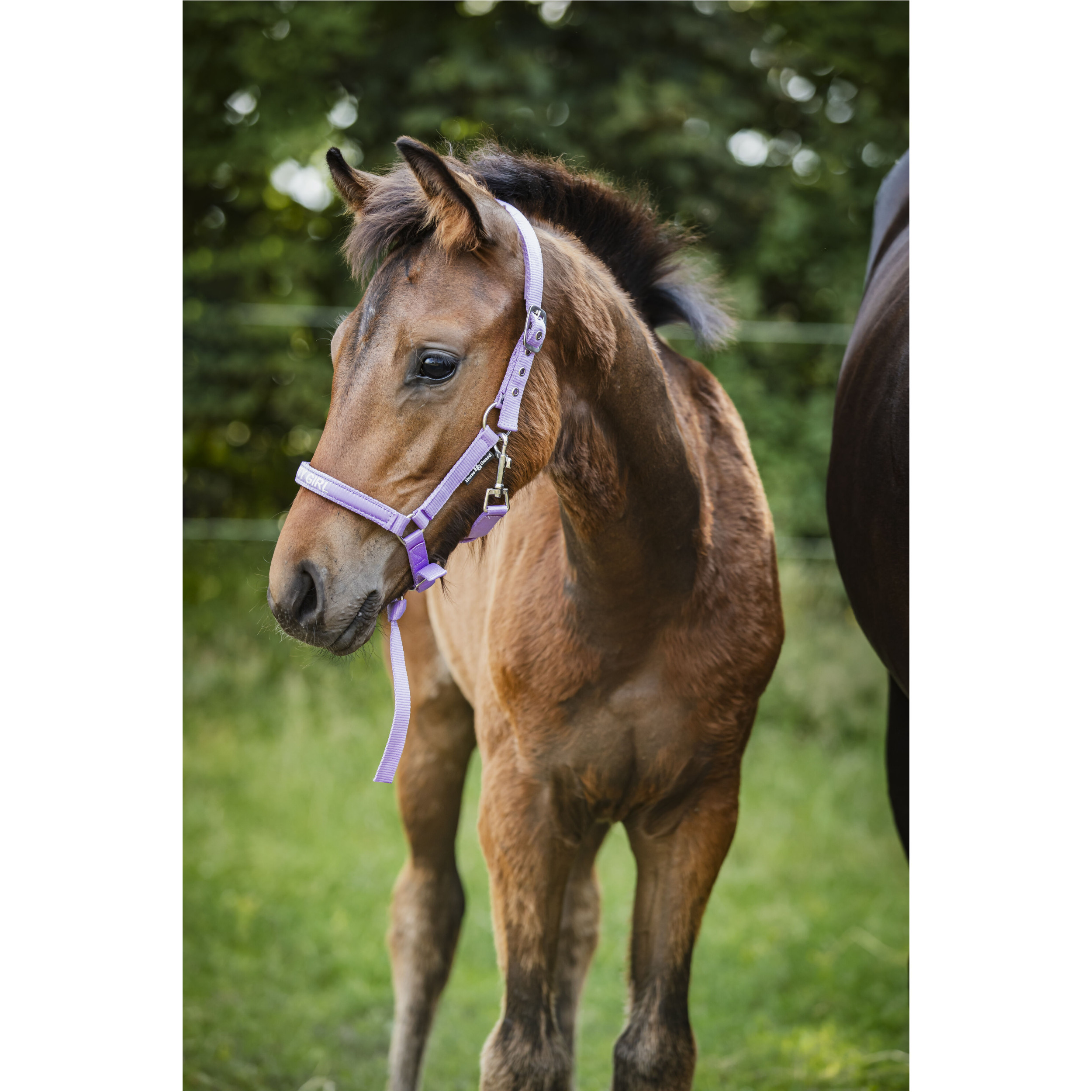 Fohlenhalfter MALVA Pretty Girl lavender