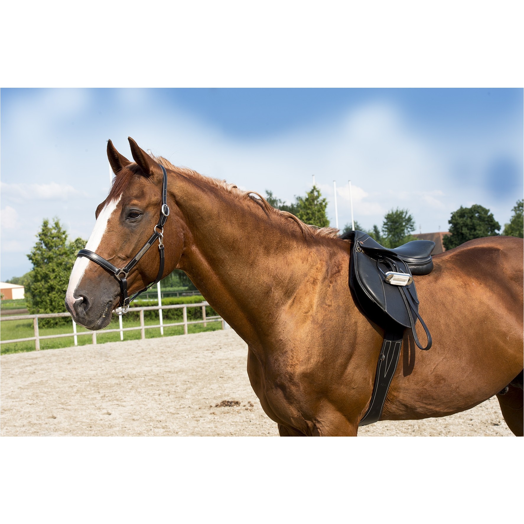 Halfter GROOMING PRO Leder schwarz Halfter GROOMING PRO Leder schwarz