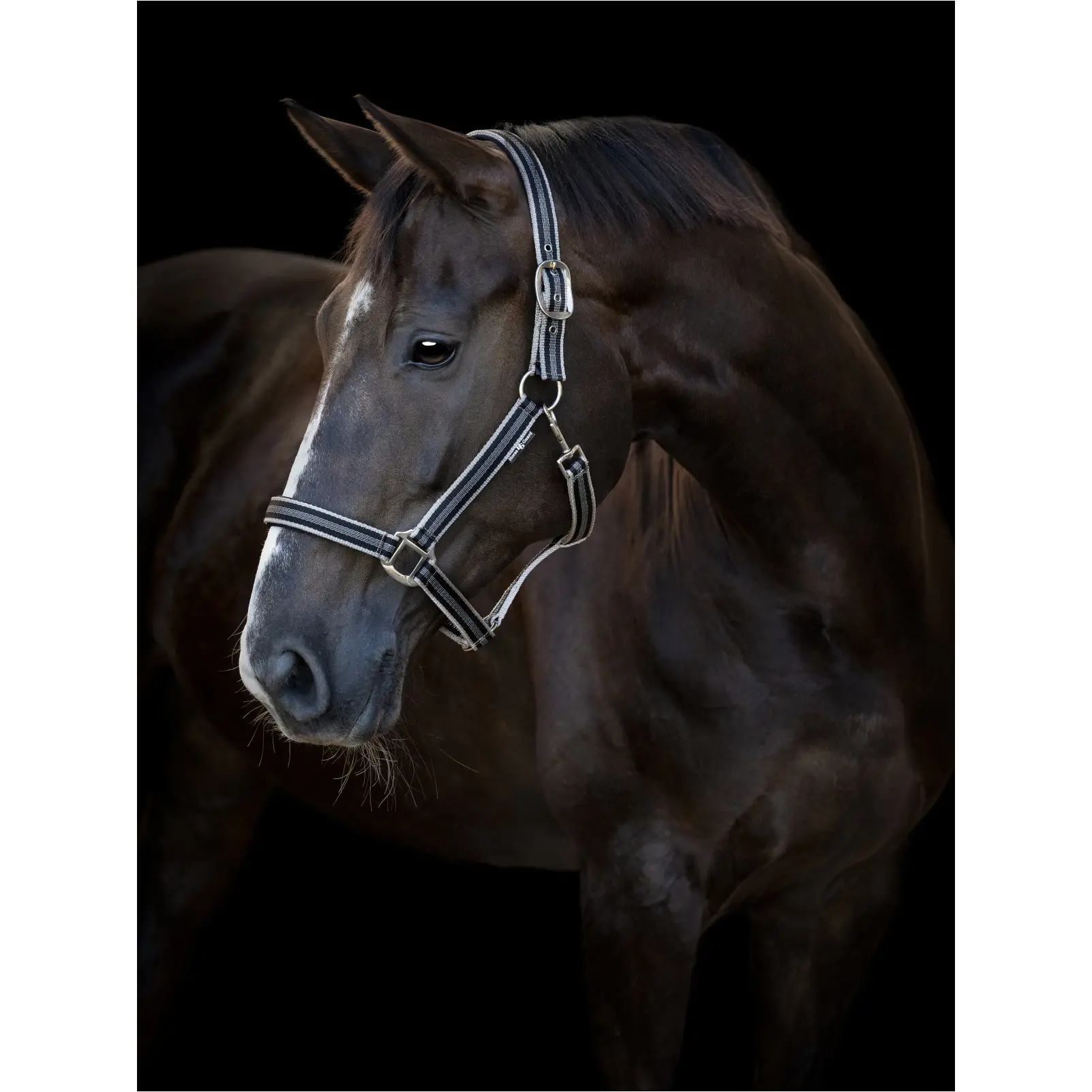 Halfter TARO schwarz Halfter TARO schwarz