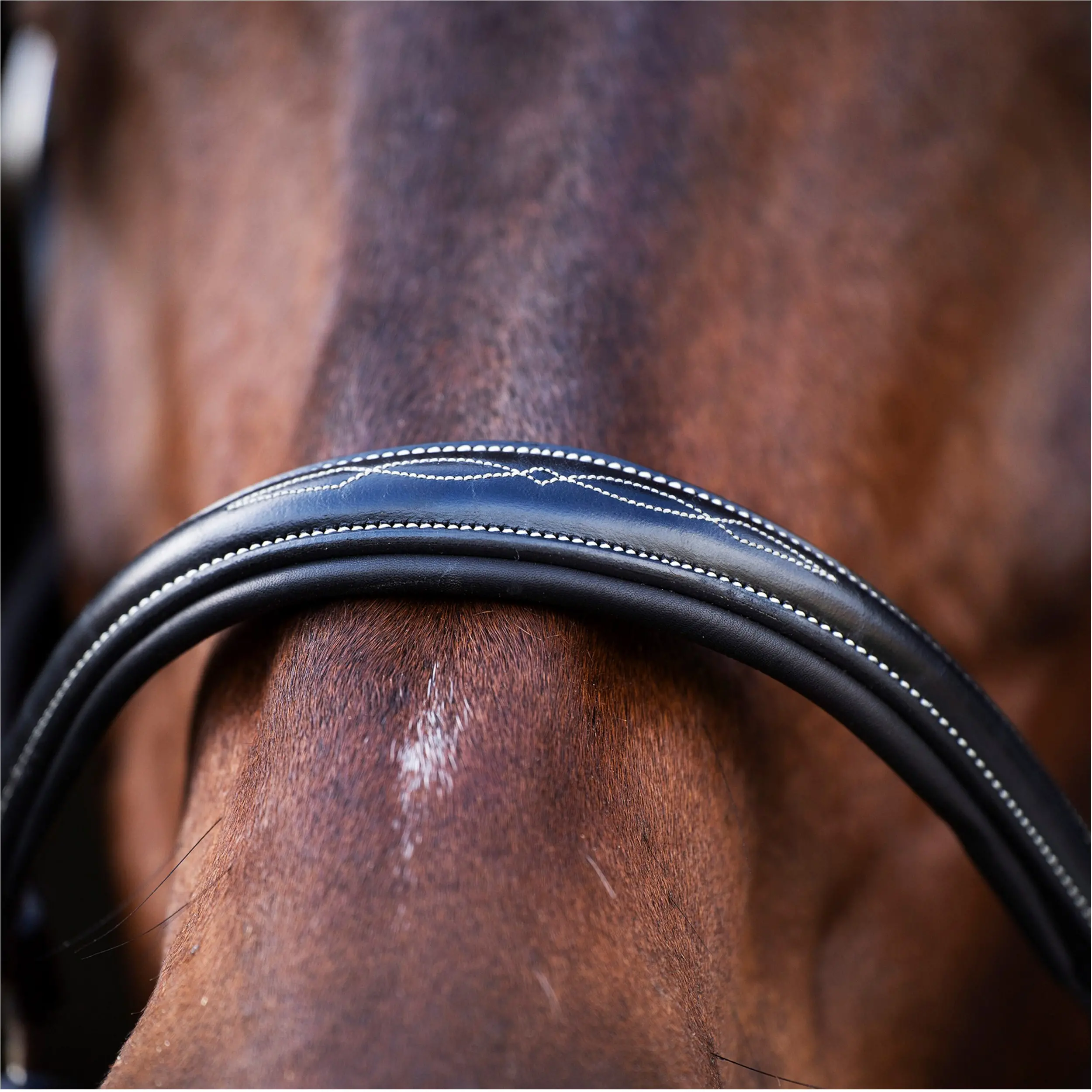 Lederhalfter HVPLegacy schwarz Lederhalfter HVPLegacy schwarz