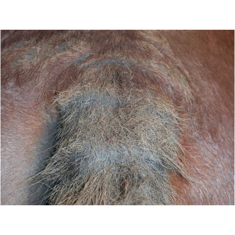 Shampoo Prävention und Pflege TEA TREE 500ml