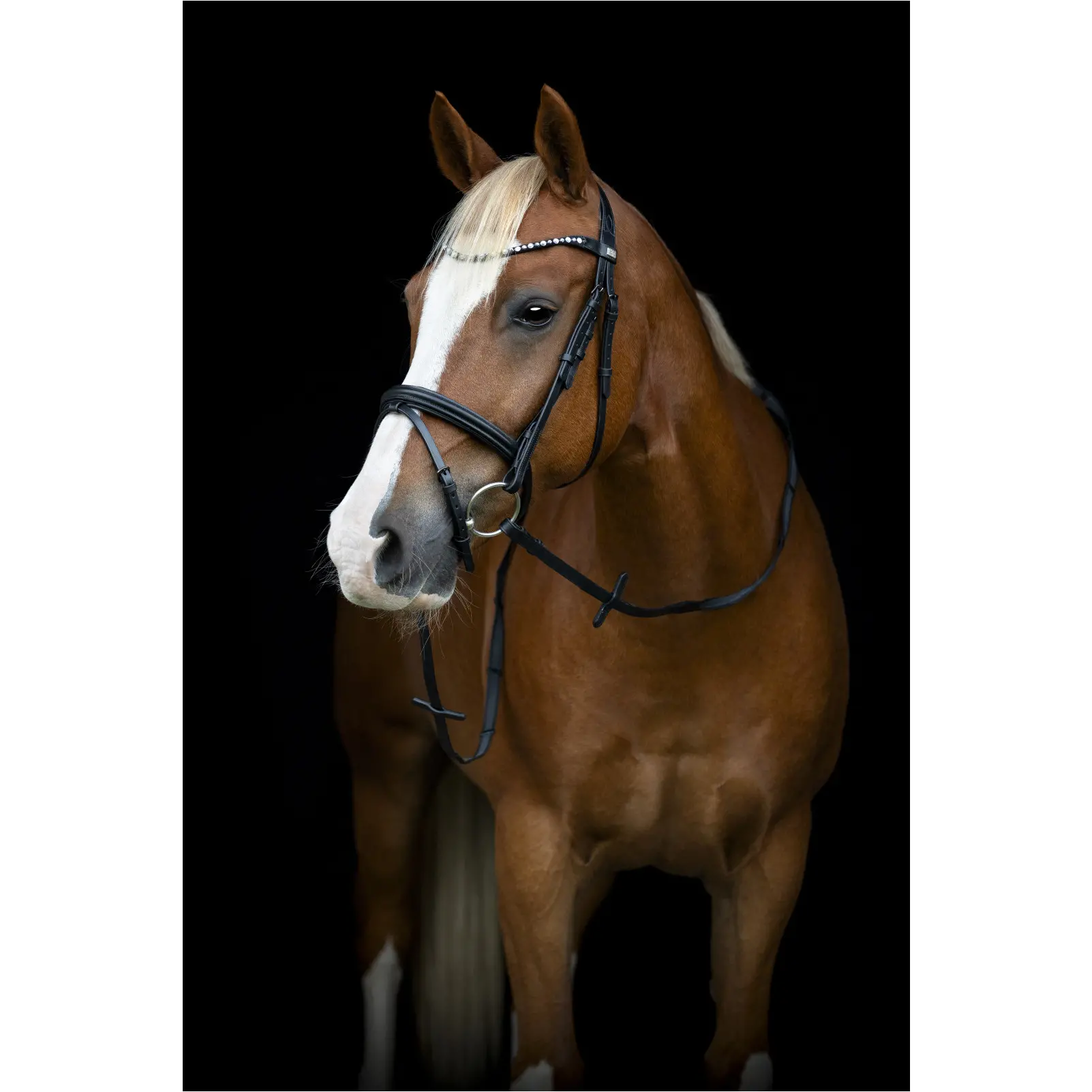 Trensenzaum englisch kombiniert EMI 25.2 schwarz Trensenzaum englisch kombiniert EMI 25.2 schwarz