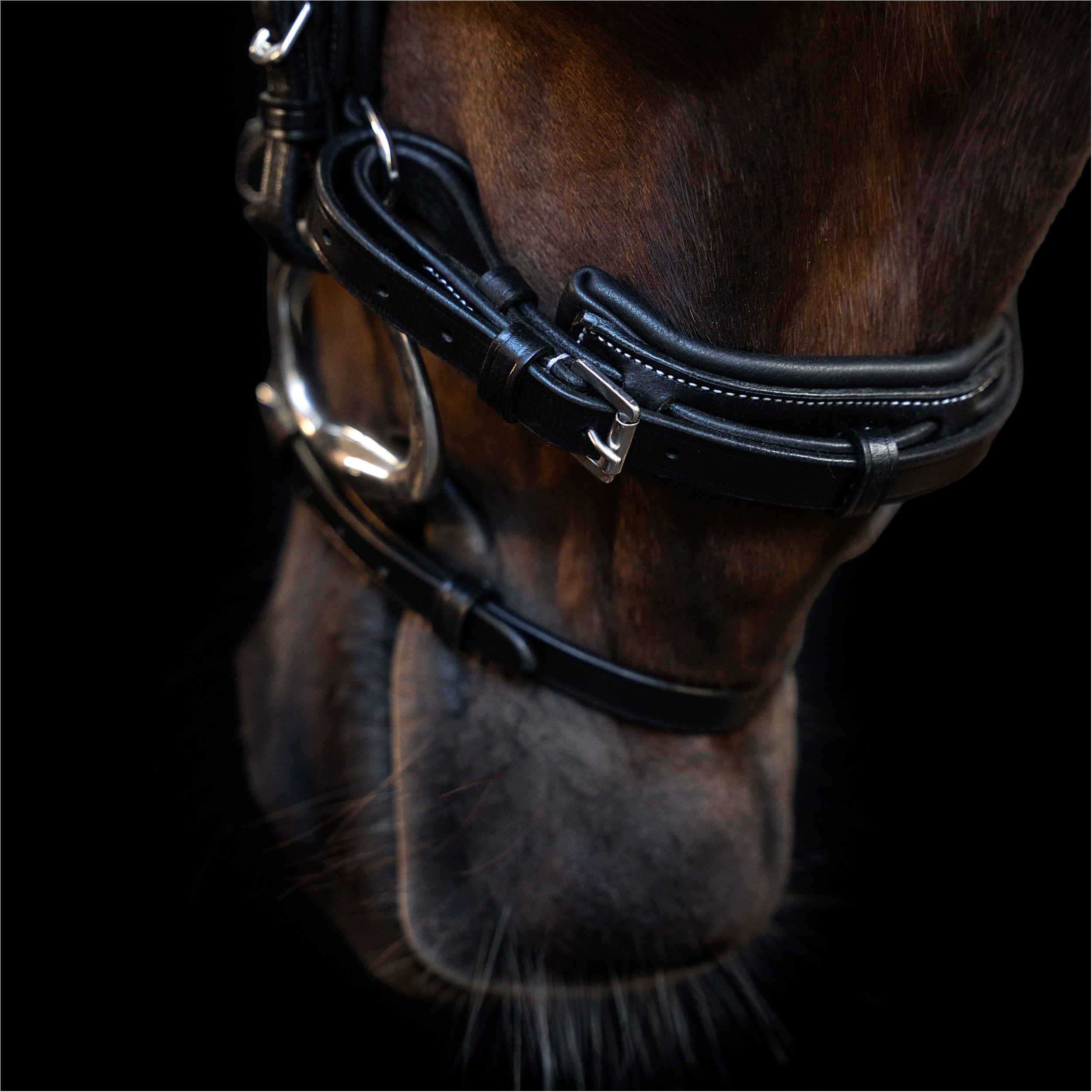 Trensenzaum IRH mit gebogenem englischen Nasenriemen schwarz Trensenzaum IRH mit gebogenem englischen Nasenriemen schwarz
