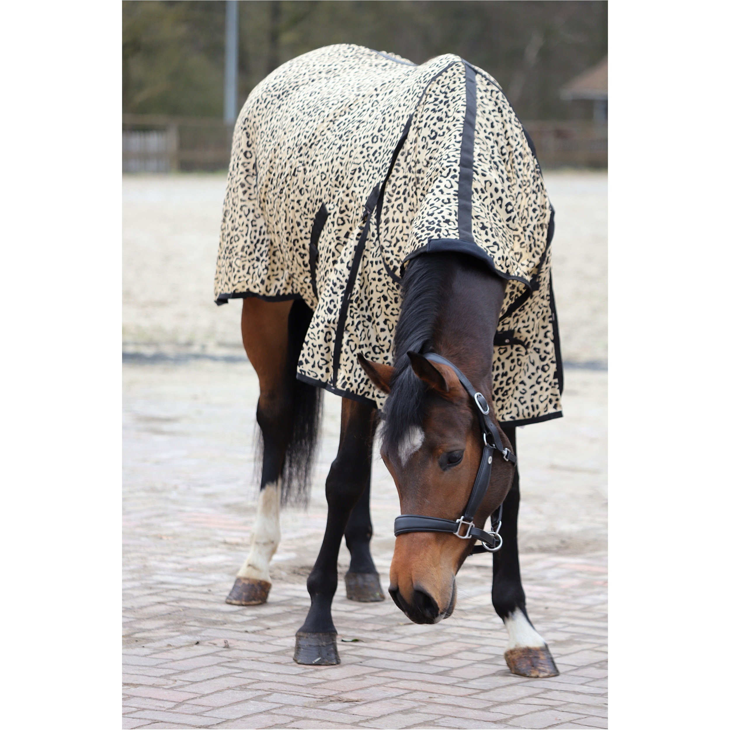 Fliegendecke mit Halsteil und Kreuzgurt DESIGN Leopard beige/schwarz