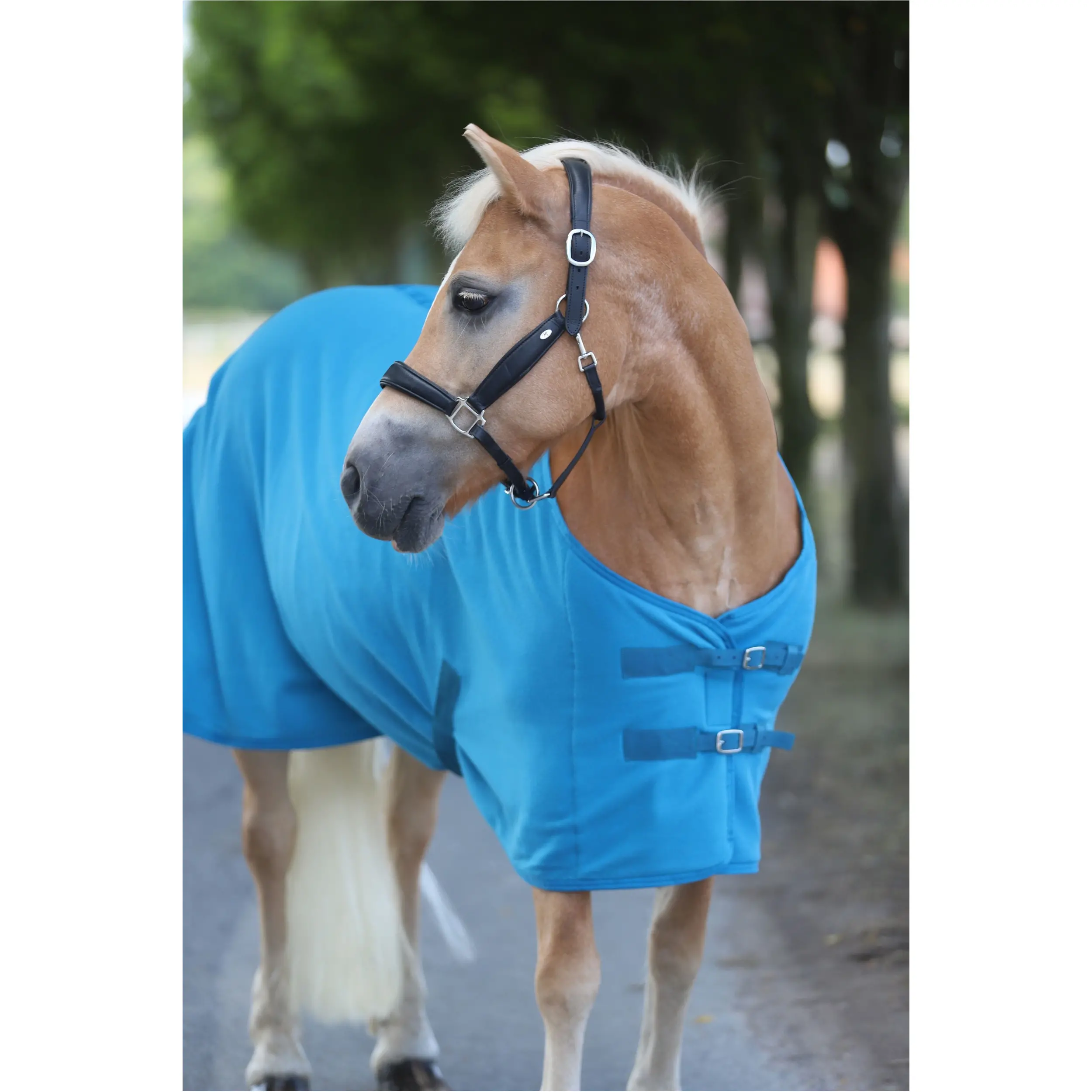 Abschwitzdecke mit Kreuzgurt BASICLINE petrol Abschwitzdecke mit Kreuzgurt BASICLINE petrol