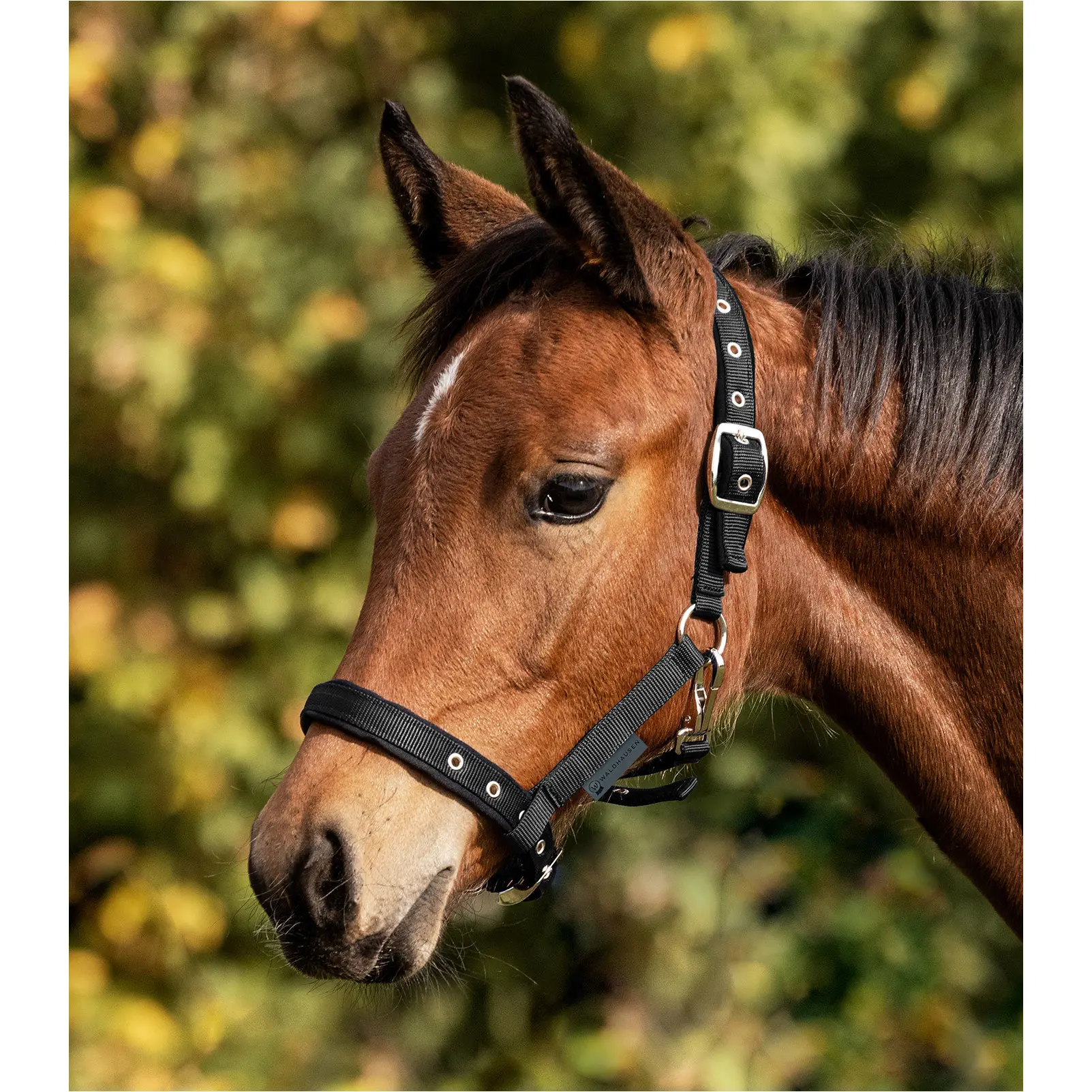 Fohlenhalfter COMFORT schwarz