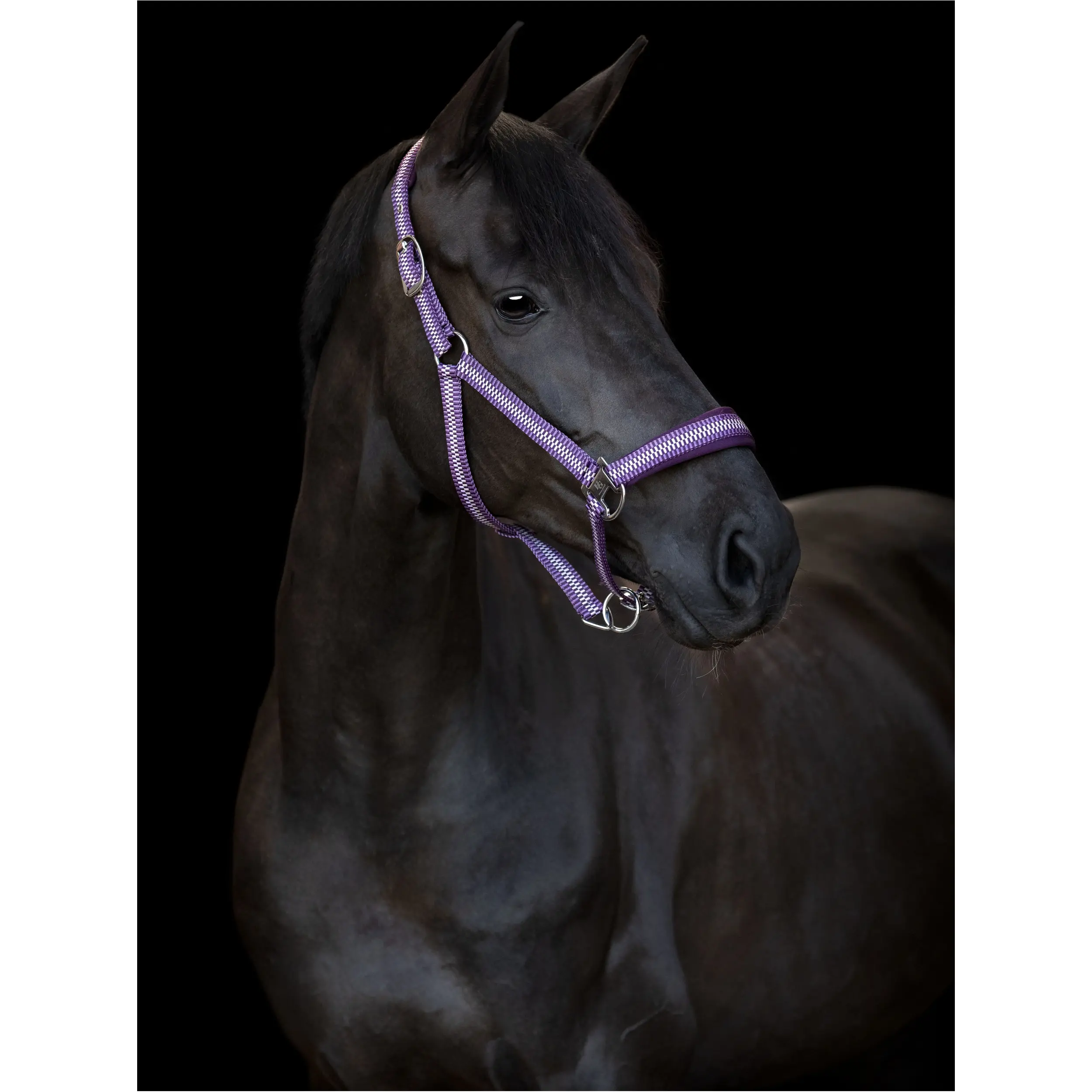 Halfter COLE italian plum