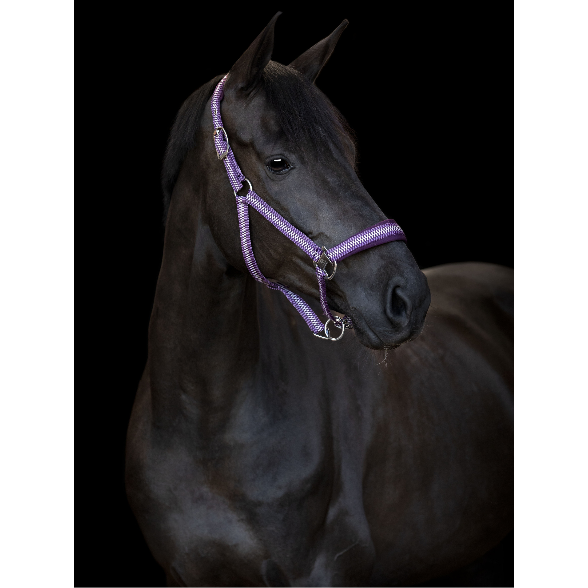 Halfter COLE italian plum