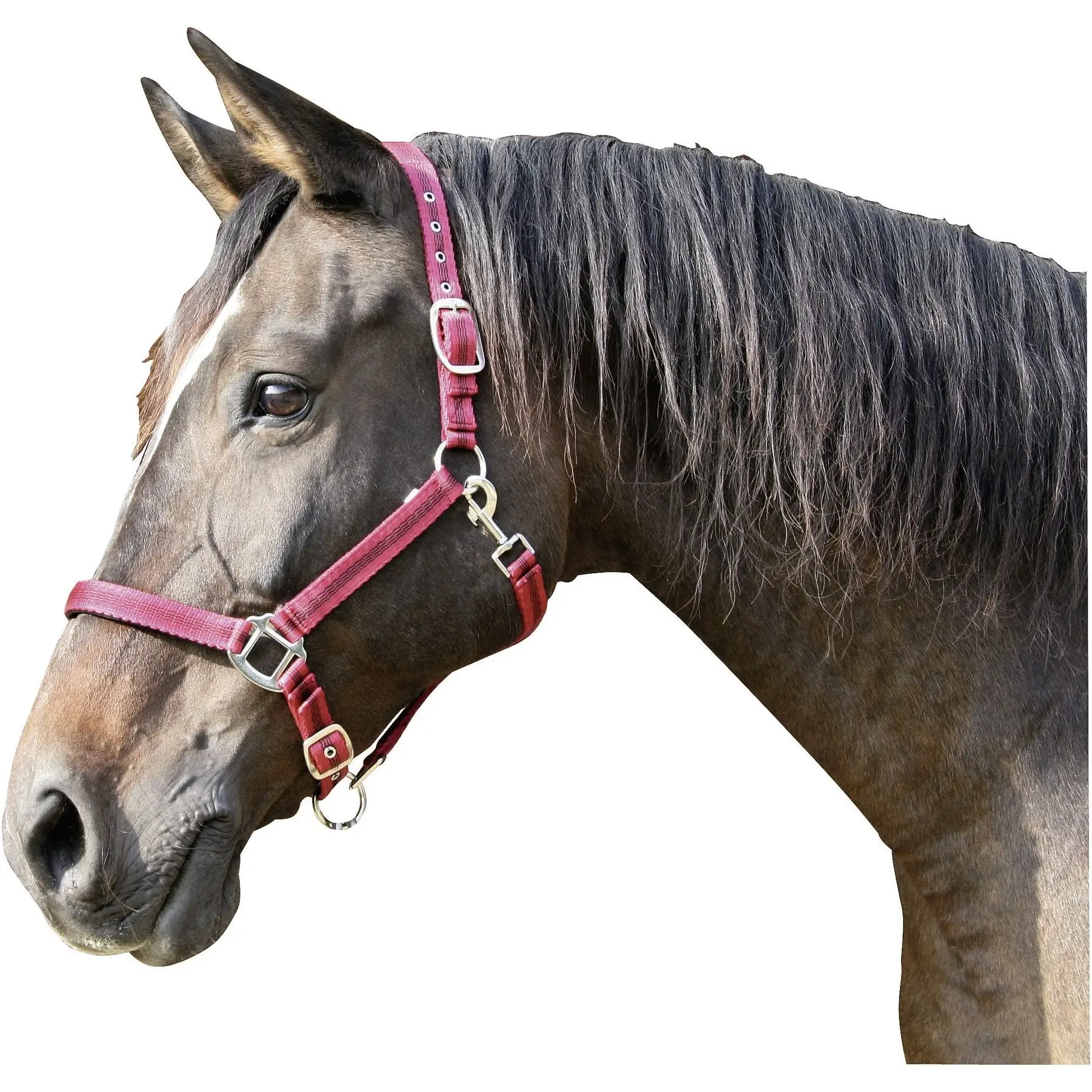 Halfter MUSTANG rot/schwarz
