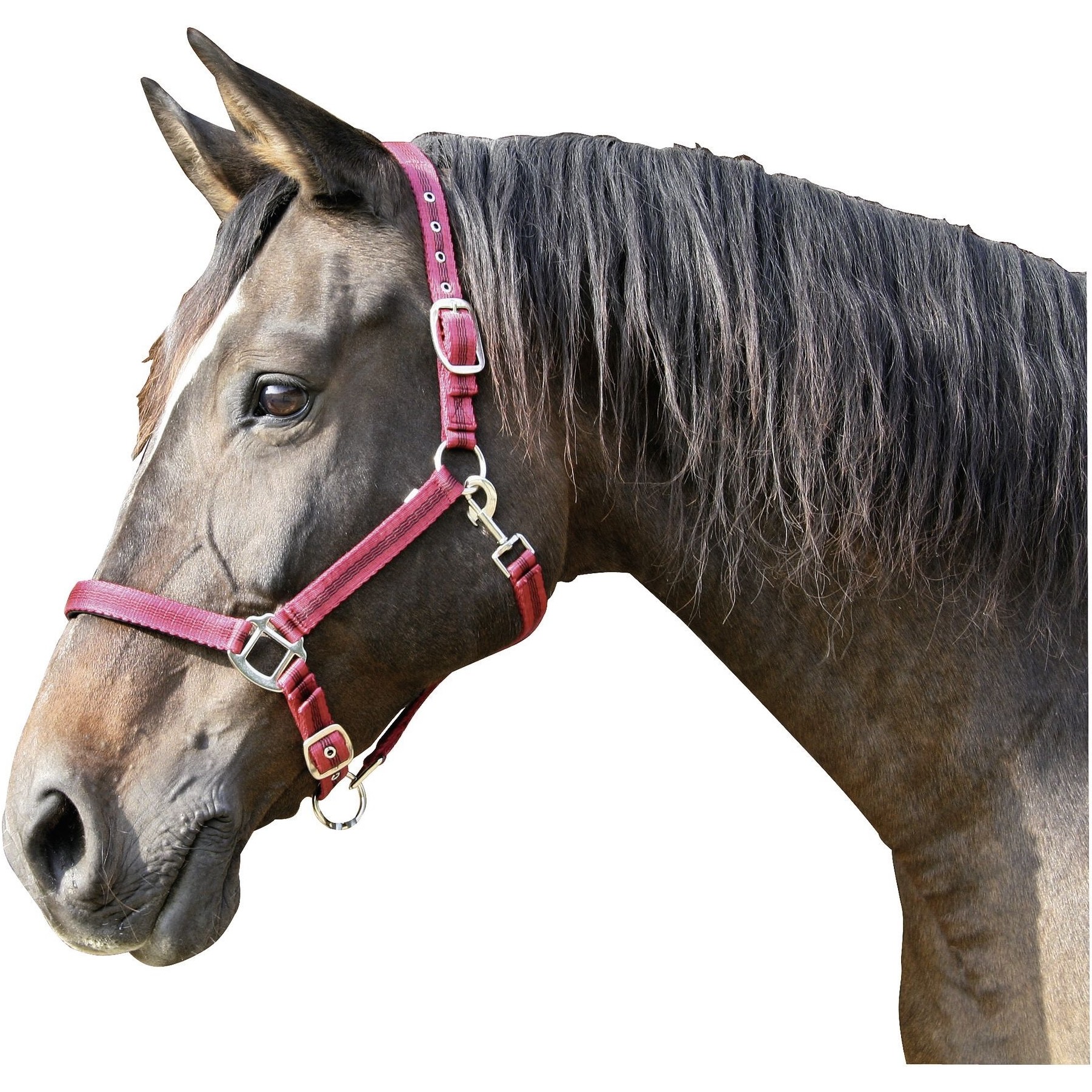 Halfter MUSTANG rot/schwarz