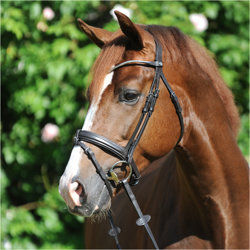 Trensenzaum englisch kombiniert CLINCHESSE braun/silber