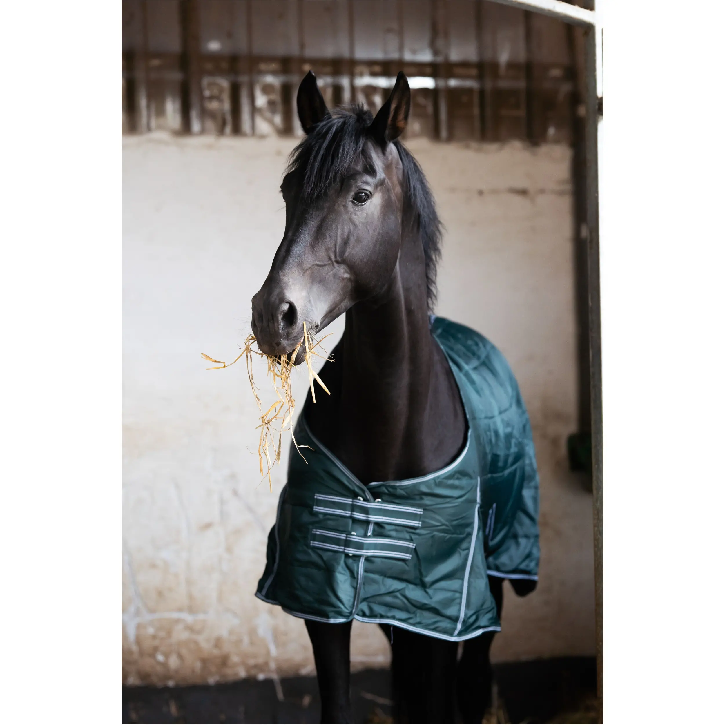 Stalldecke 200g Füllung 420D COMFORT tannengrün Stalldecke 200g Füllung 420D COMFORT tannengrün