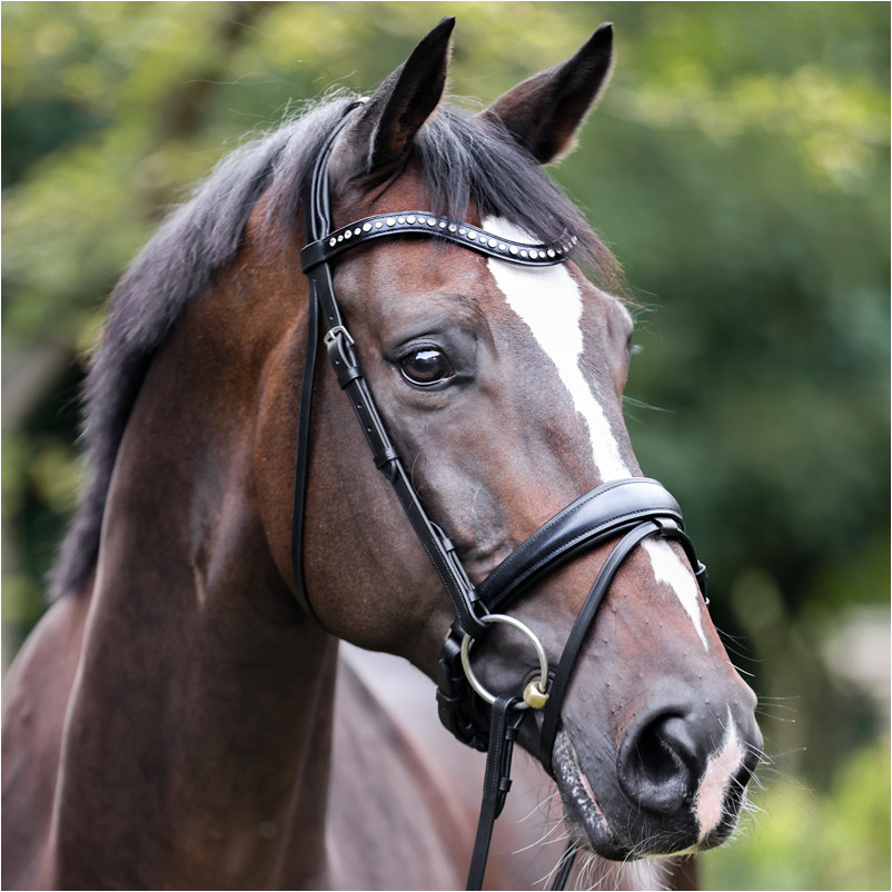 Trensenzaum mit schwedischen Reithalfter MIA schwarz