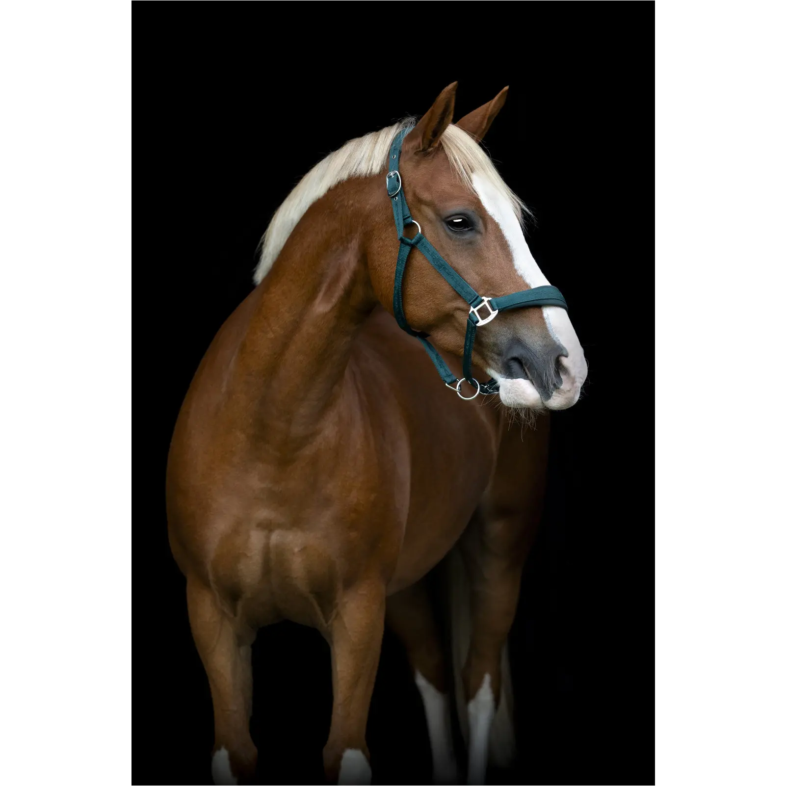 Halfter DIYA 2.0 ponderosa pine Halfter DIYA 2.0 ponderosa pine