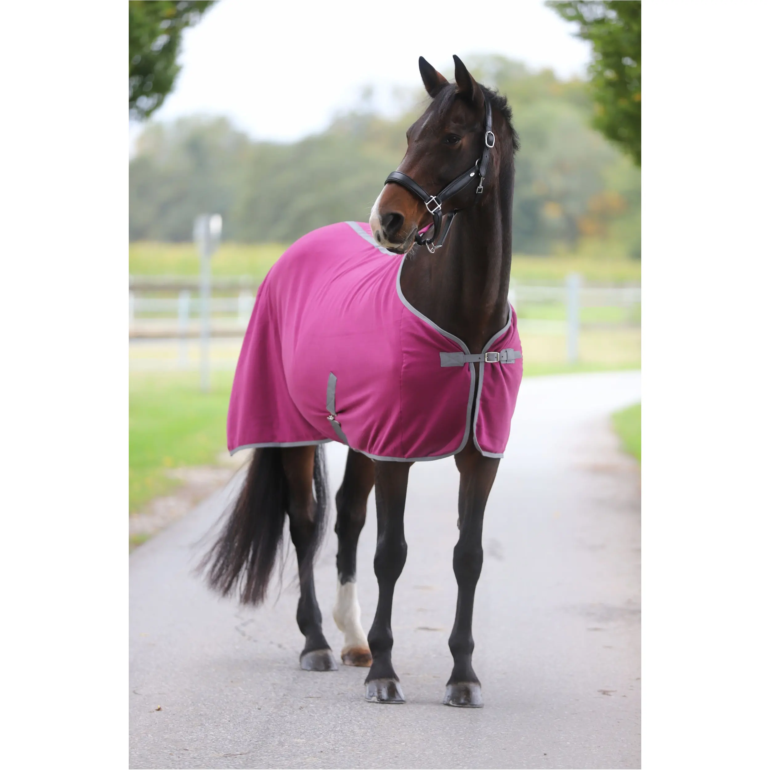 Abschwitzdecke mit Kreuzgurt (abnehmbar) ECONOMIC violett Abschwitzdecke mit Kreuzgurt (abnehmbar) ECONOMIC violett