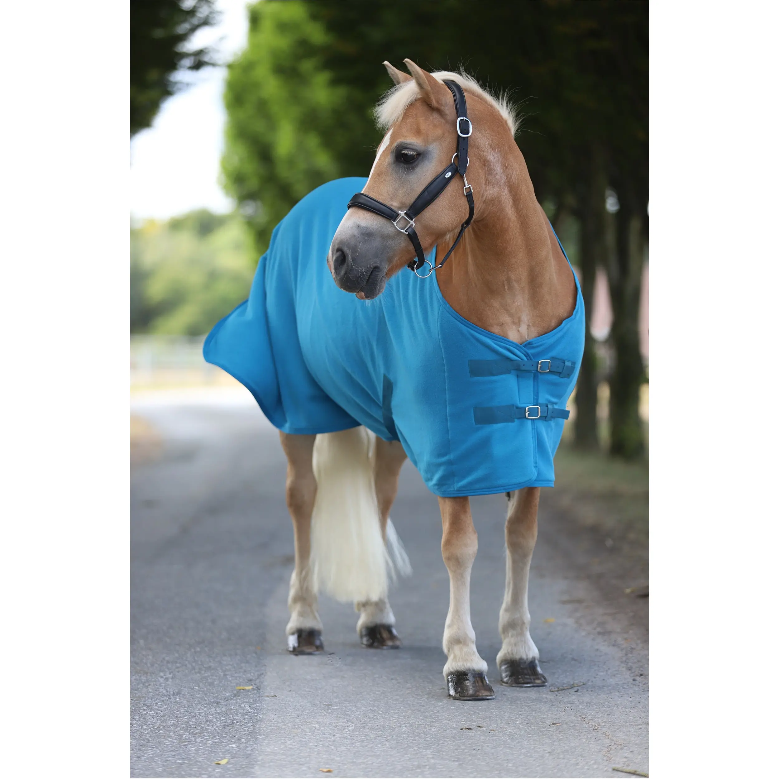 Abschwitzdecke mit Kreuzgurt BASICLINE petrol Abschwitzdecke mit Kreuzgurt BASICLINE petrol