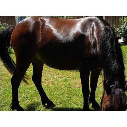 Shampoo Prävention und Pflege TEA TREE 500ml