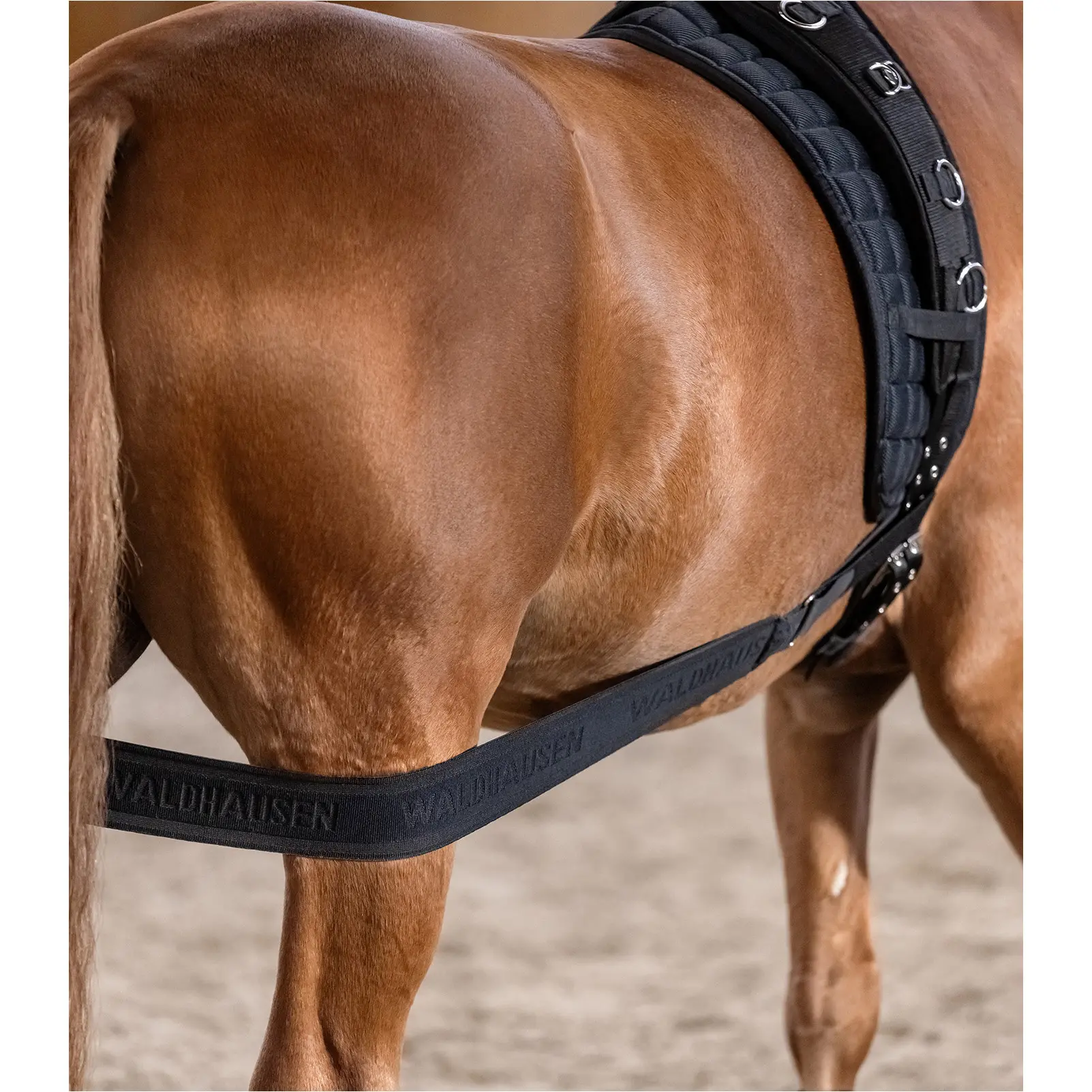 Körperbandage schwarz Vollblut/Warmblut