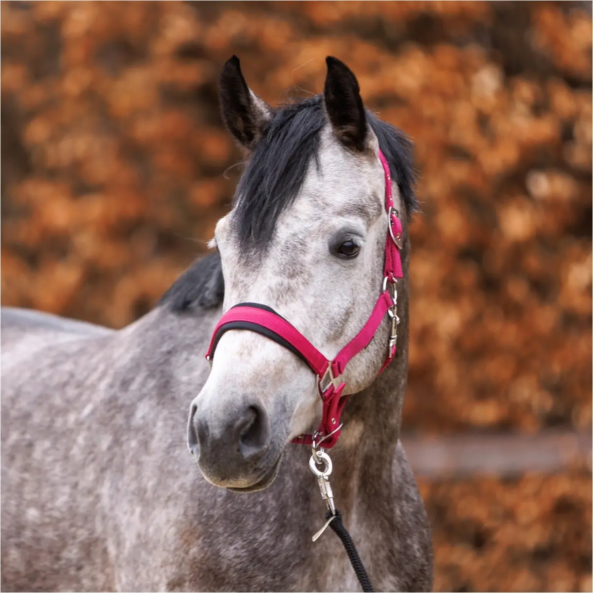 Halfter CLASSIC SIMPLE beere