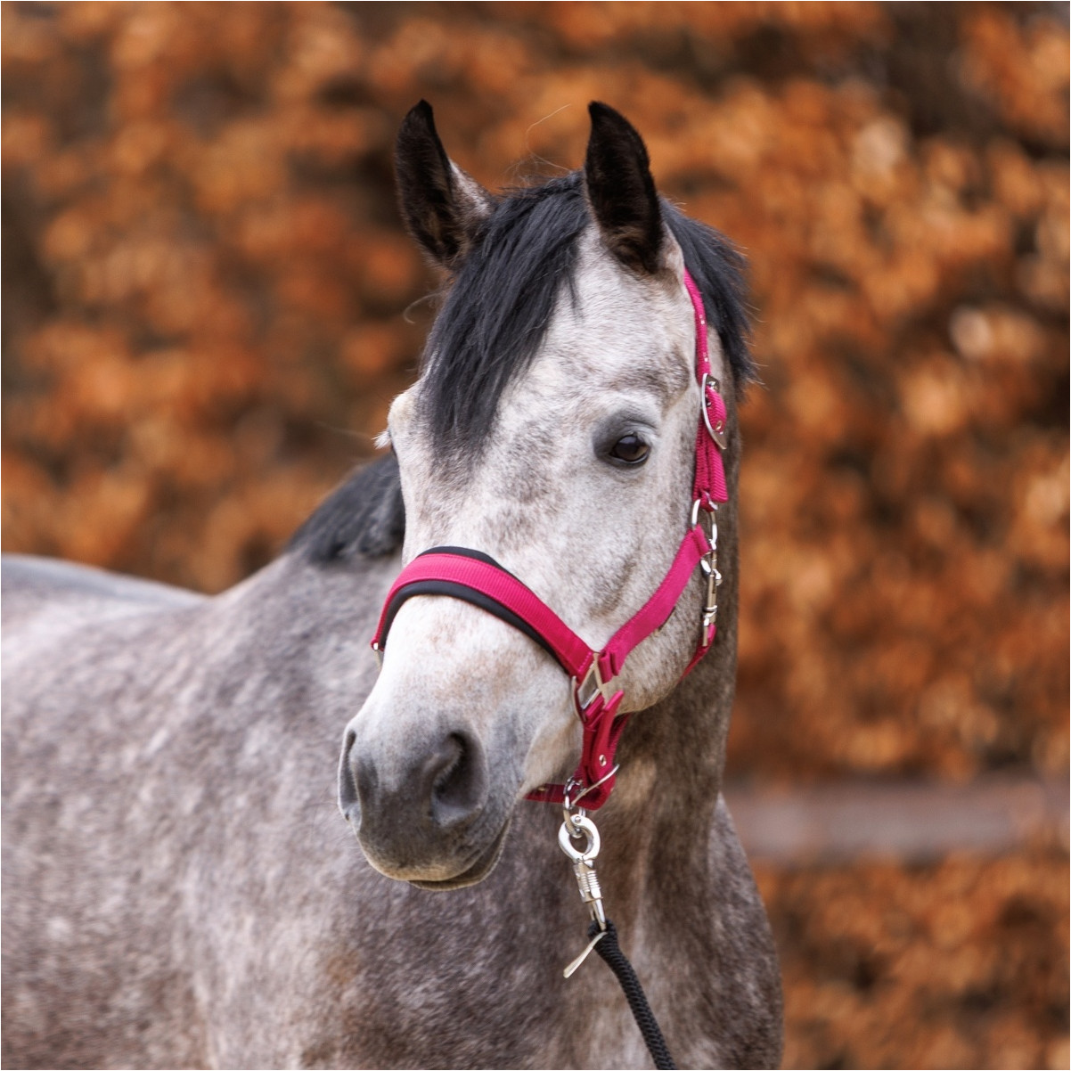 Halfter CLASSIC SIMPLE beere