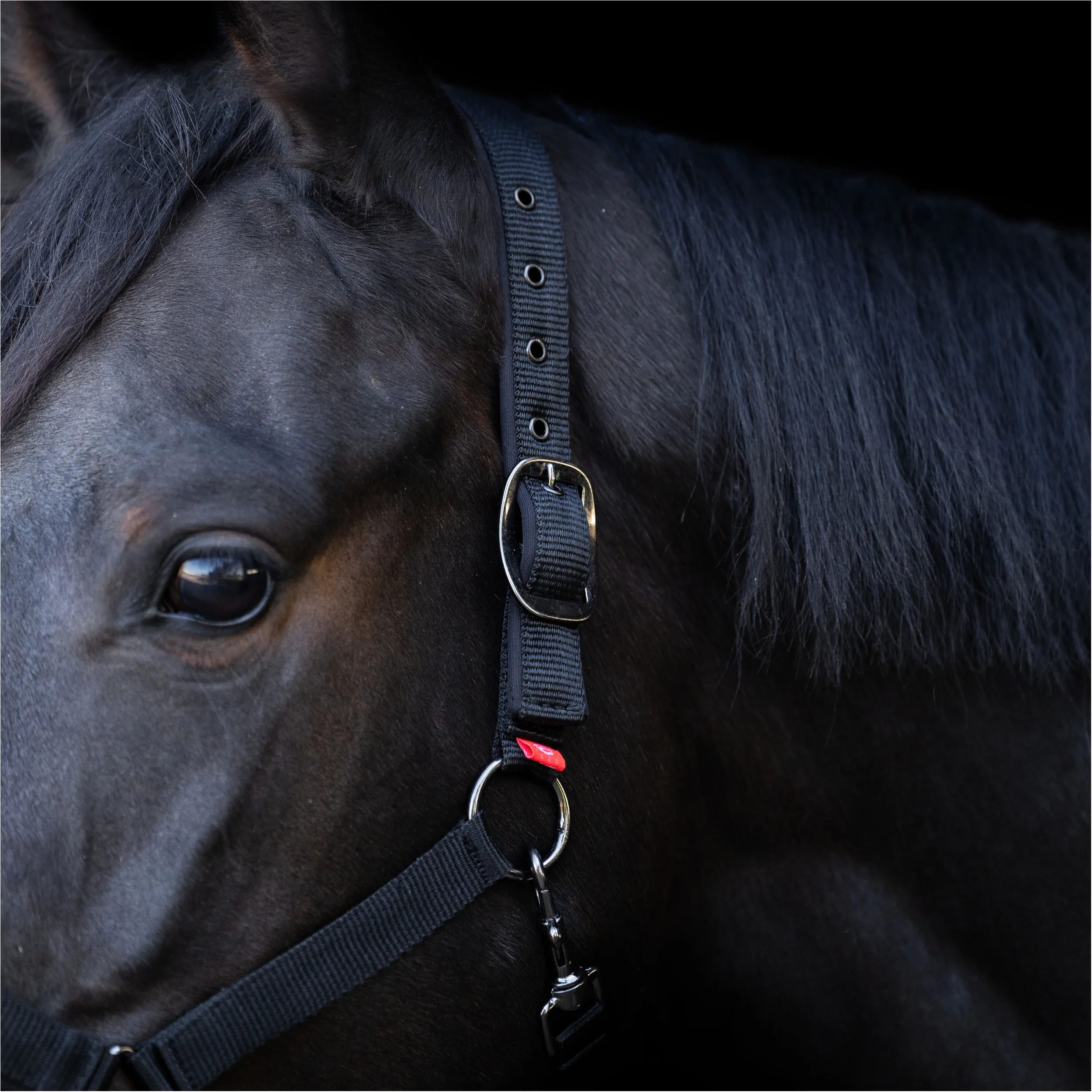 Halfter YEARLING IRH schwarz
