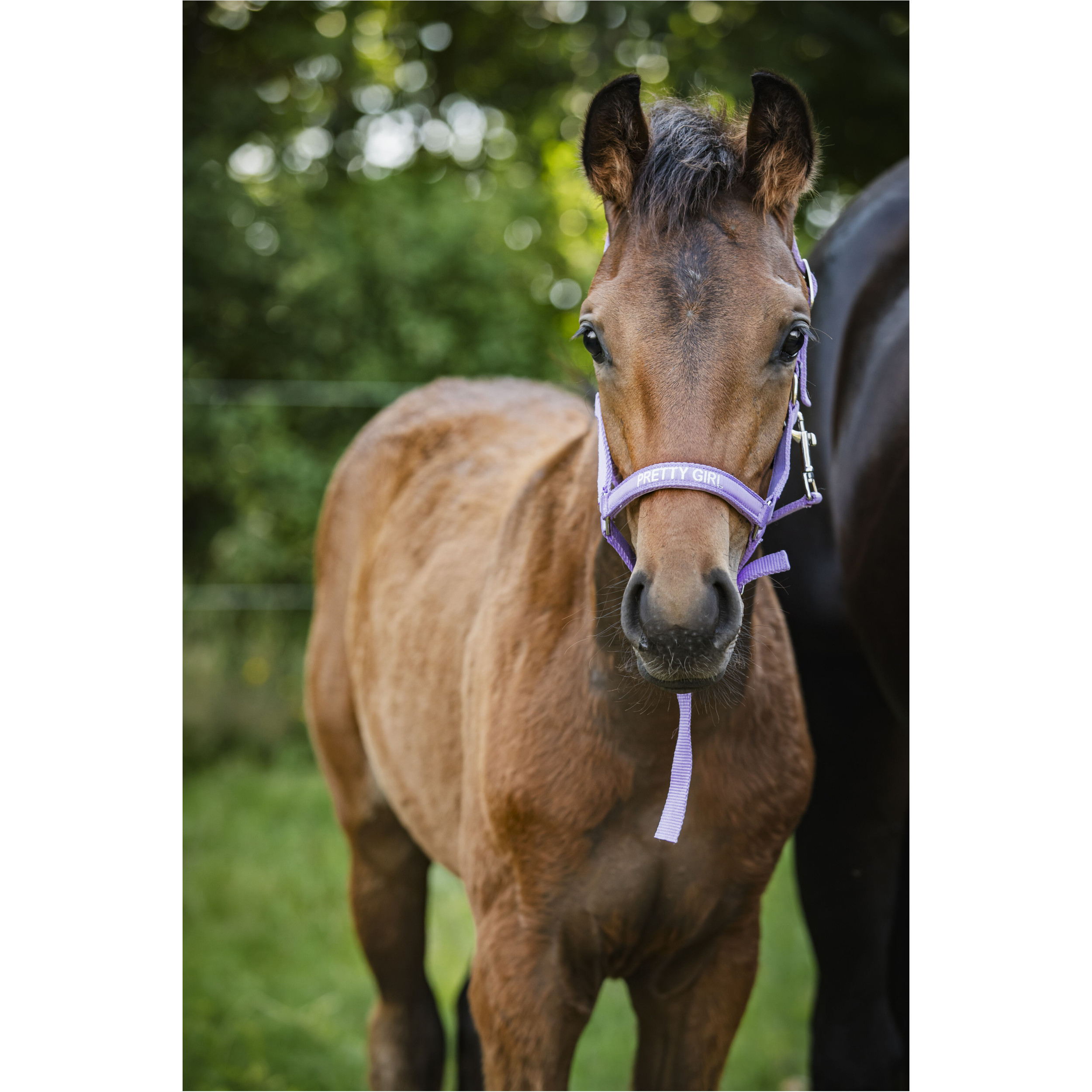 Fohlenhalfter MALVA Pretty Girl lavender