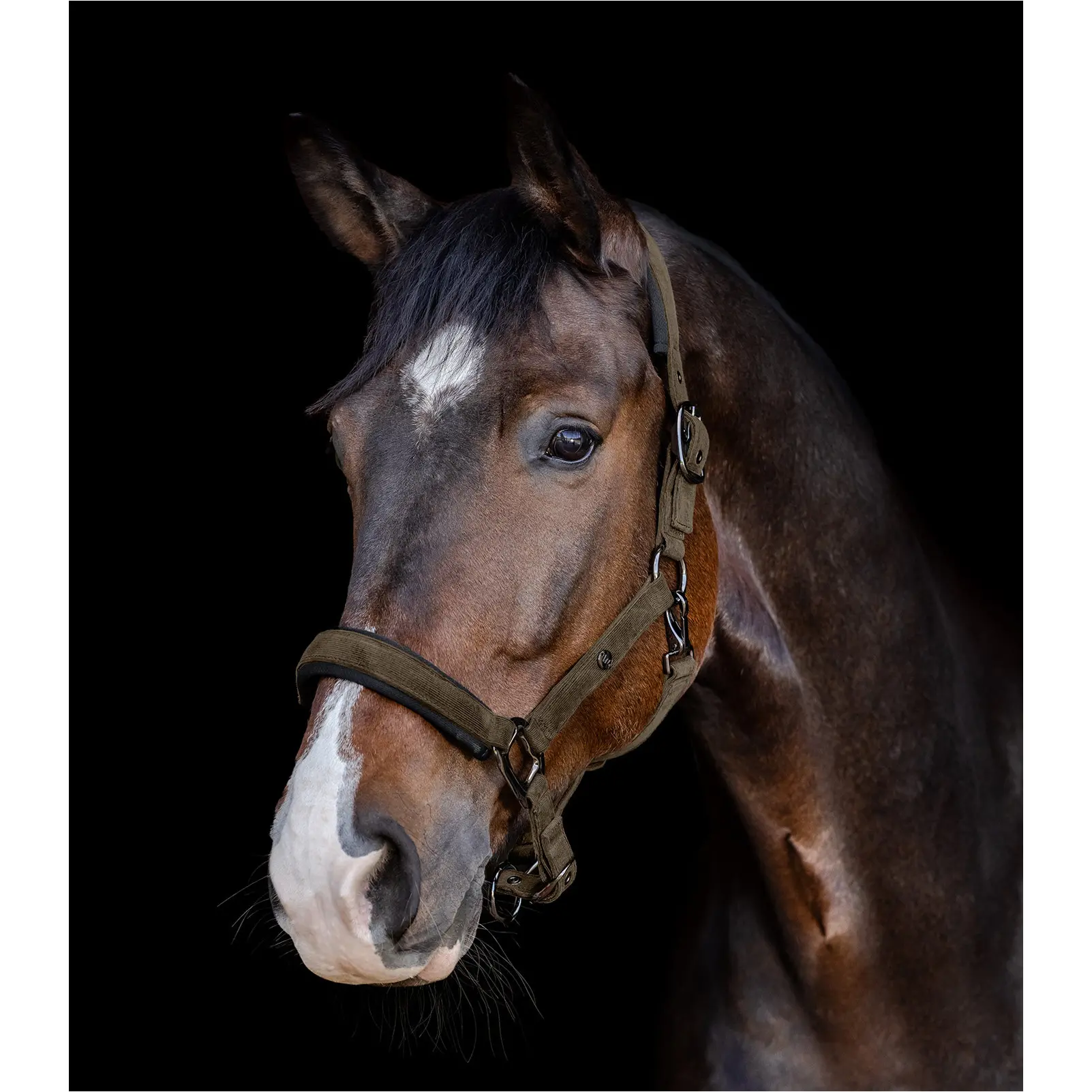 Halfter ST. GALLEN grünbraun Halfter ST. GALLEN grünbraun