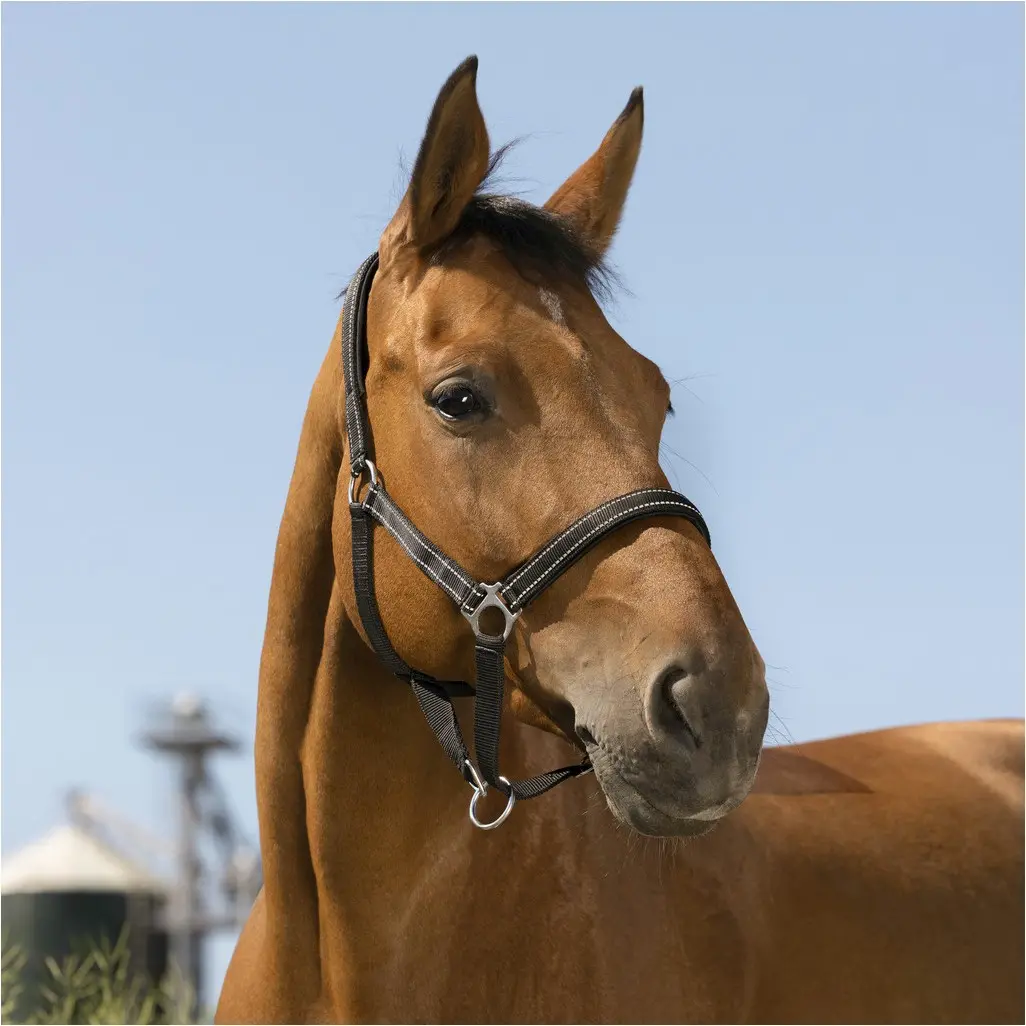 Halfter REFLECTIVE schwarz Halfter REFLECTIVE schwarz