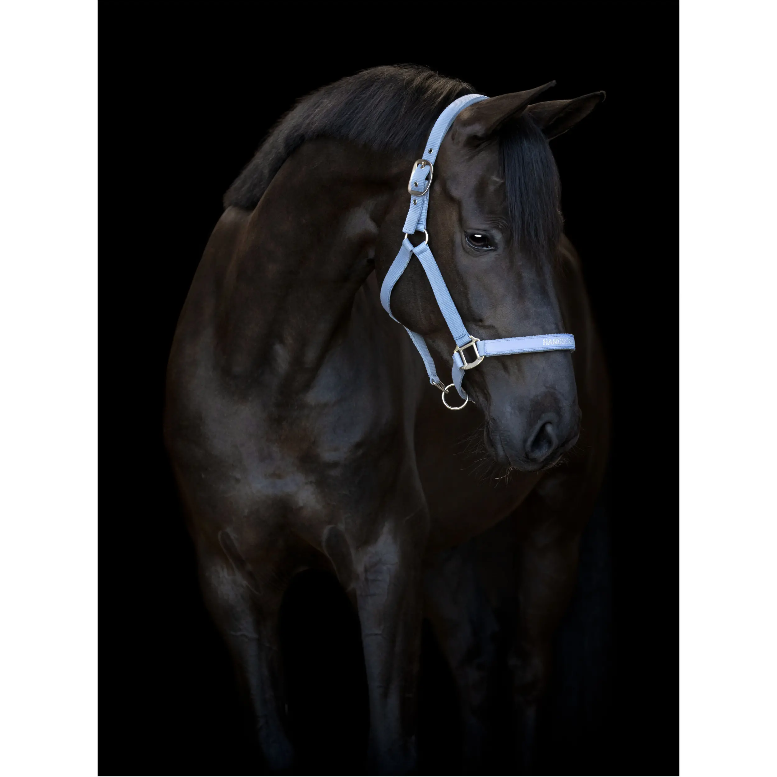 Halfter MALVA coronet blue Halfter MALVA coronet blue