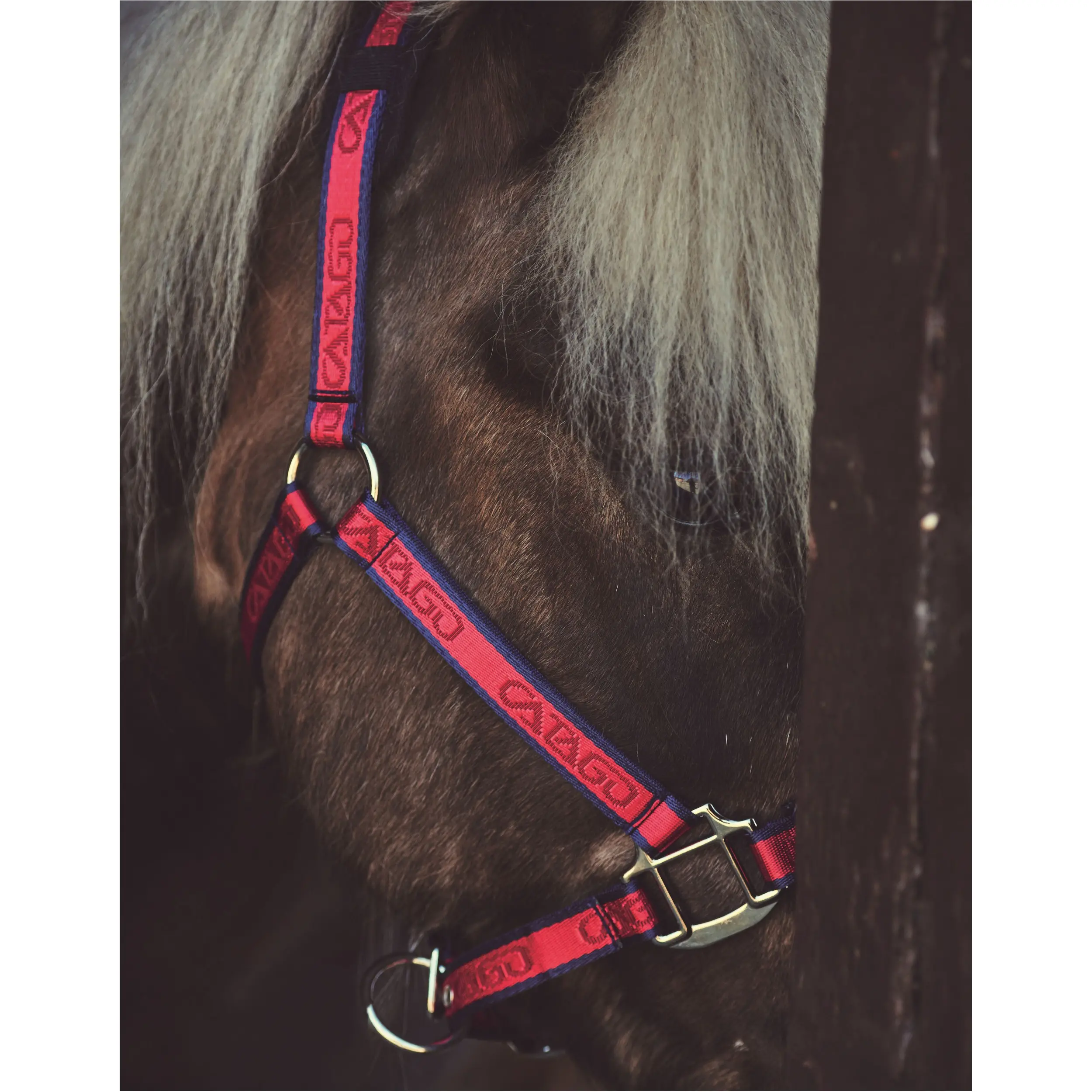 Halfter rot/navy