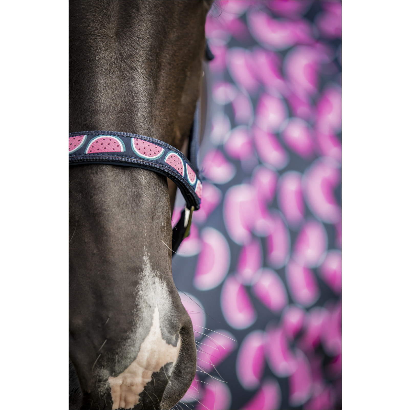 Halfter MELON navy Halfter MELON navy