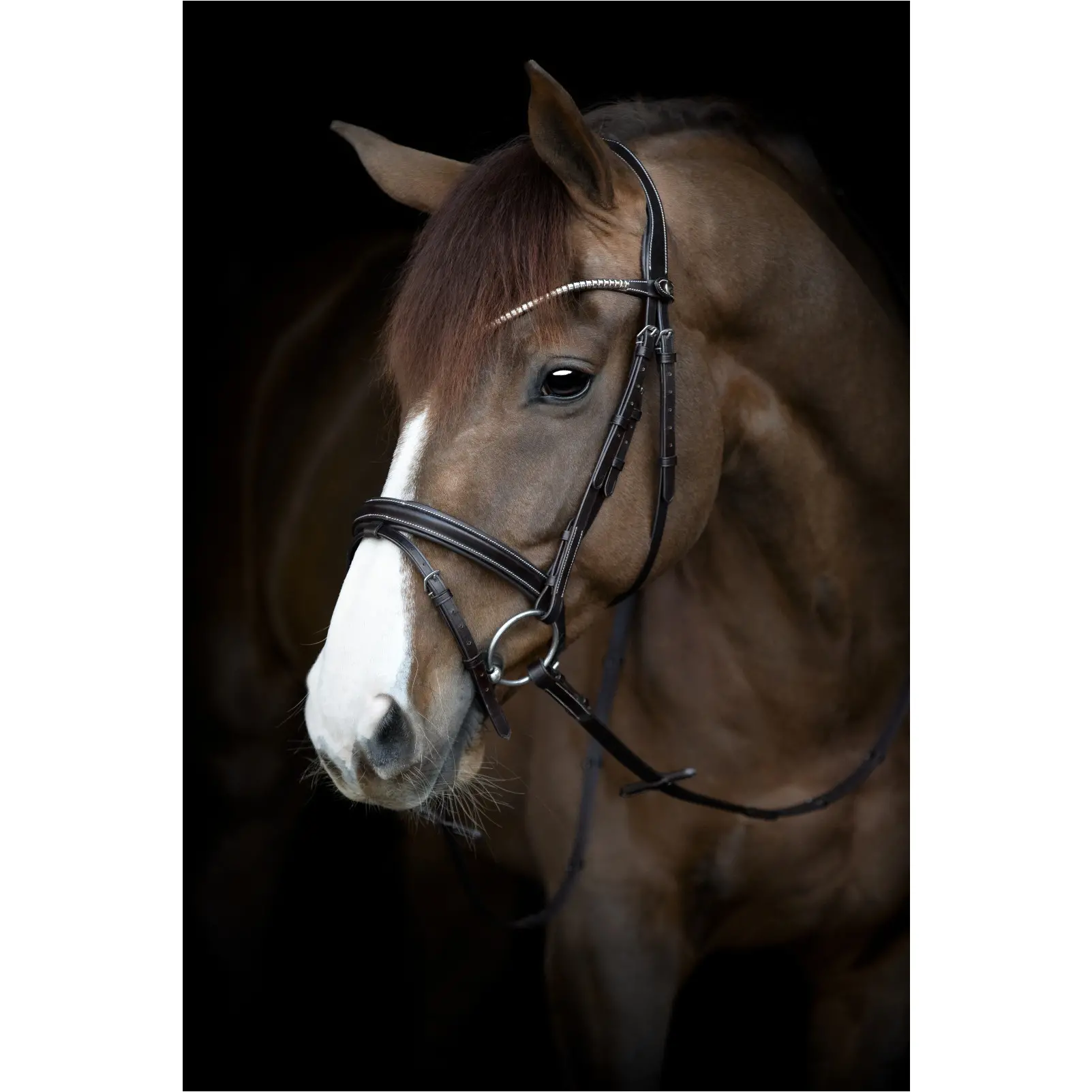 Trensenzaum englisch kombiniert BROOKLYN braun Trensenzaum englisch kombiniert BROOKLYN braun