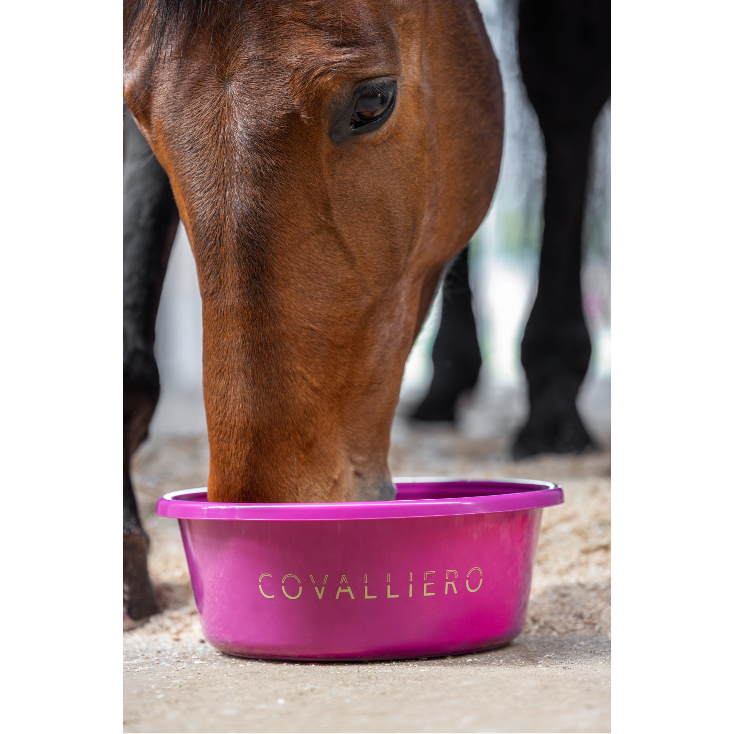 Futterschale F/S 2026 light berry Futterschale F/S 2026 light berry